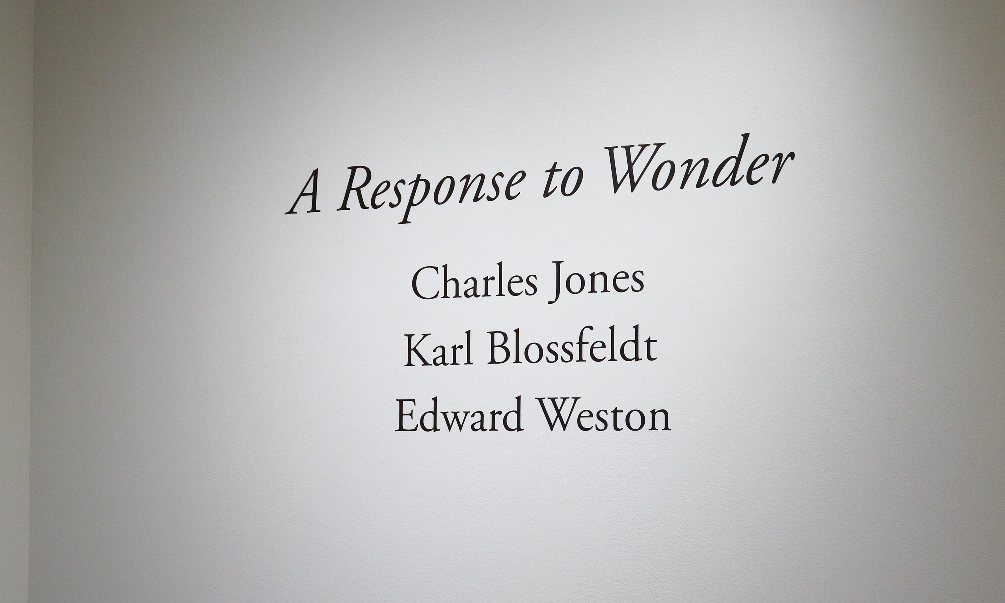 a response to wonder charles jones karl blossfeldt edward weston