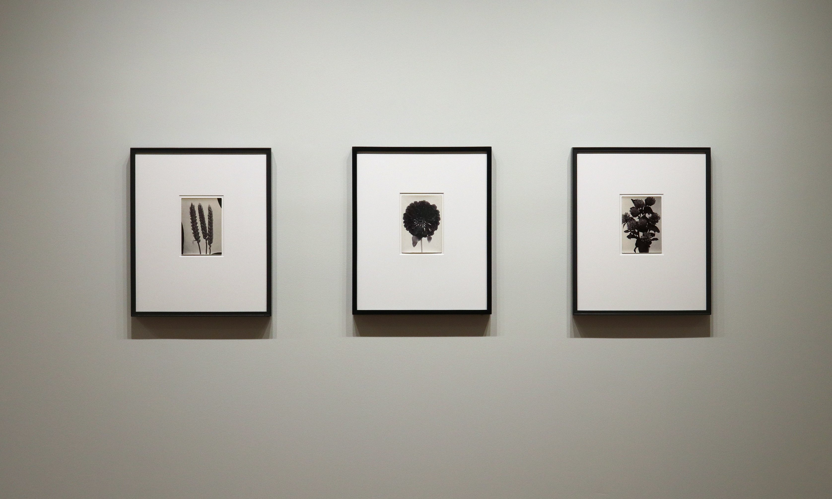 a response to wonder charles jones karl blossfeldt edward weston