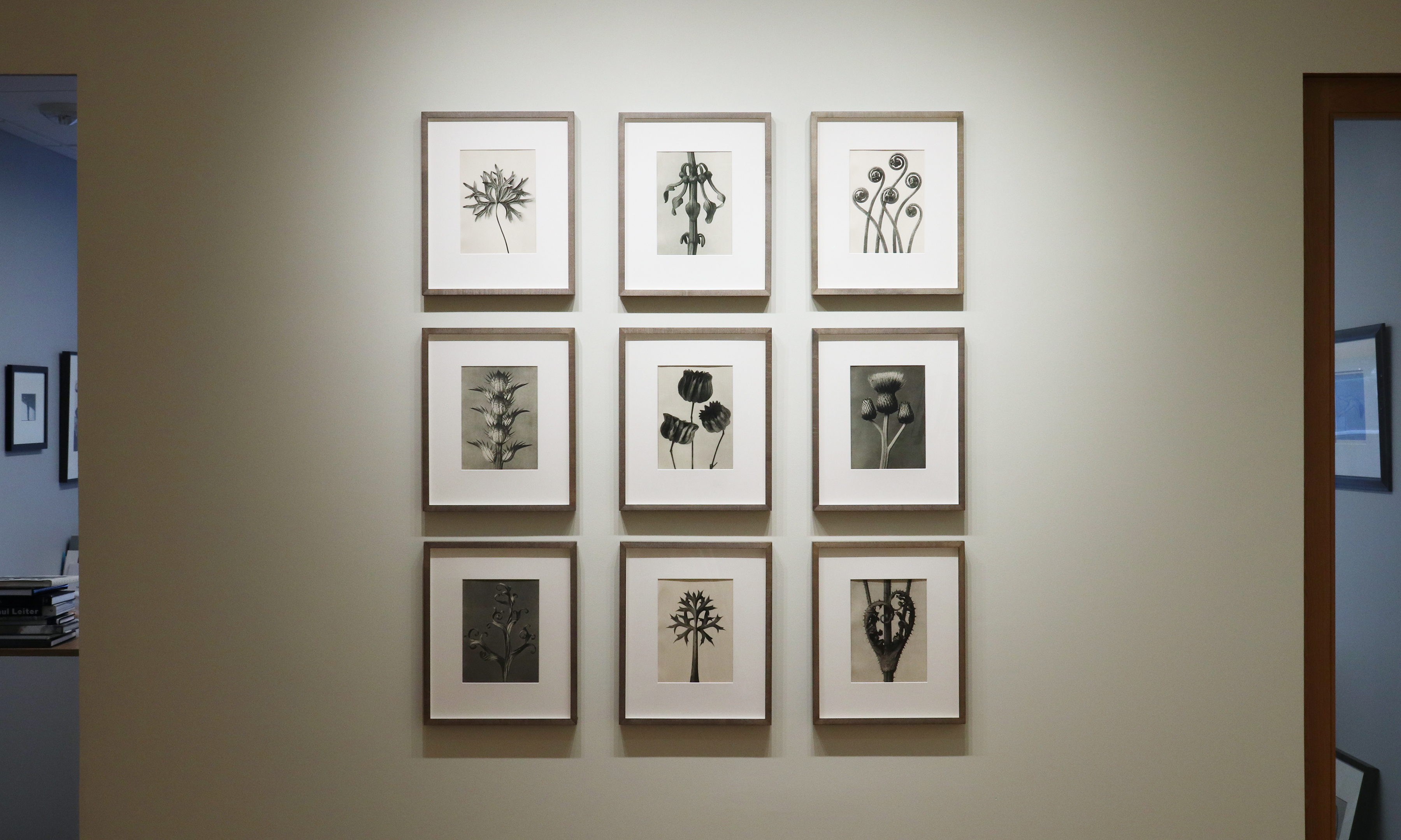 a response to wonder charles jones karl blossfeldt edward weston