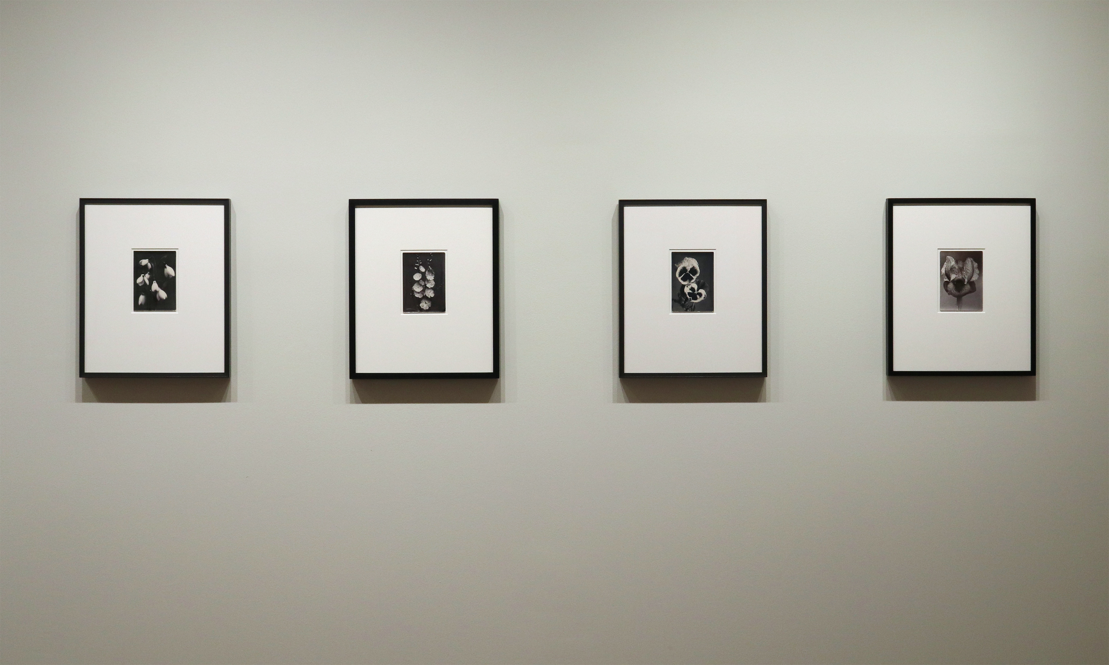 a response to wonder charles jones karl blossfeldt edward weston