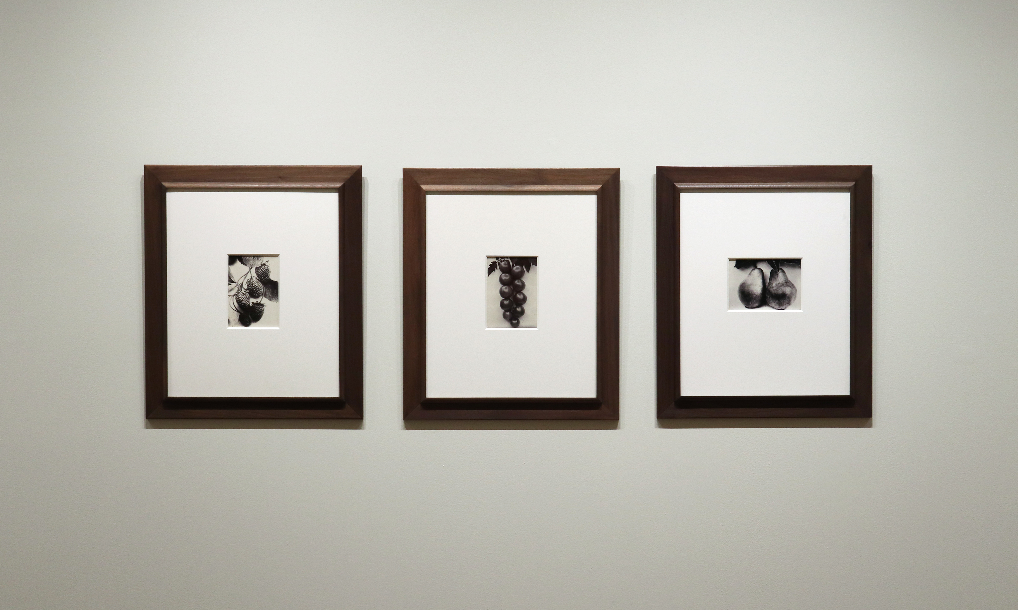 a response to wonder charles jones karl blossfeldt edward weston