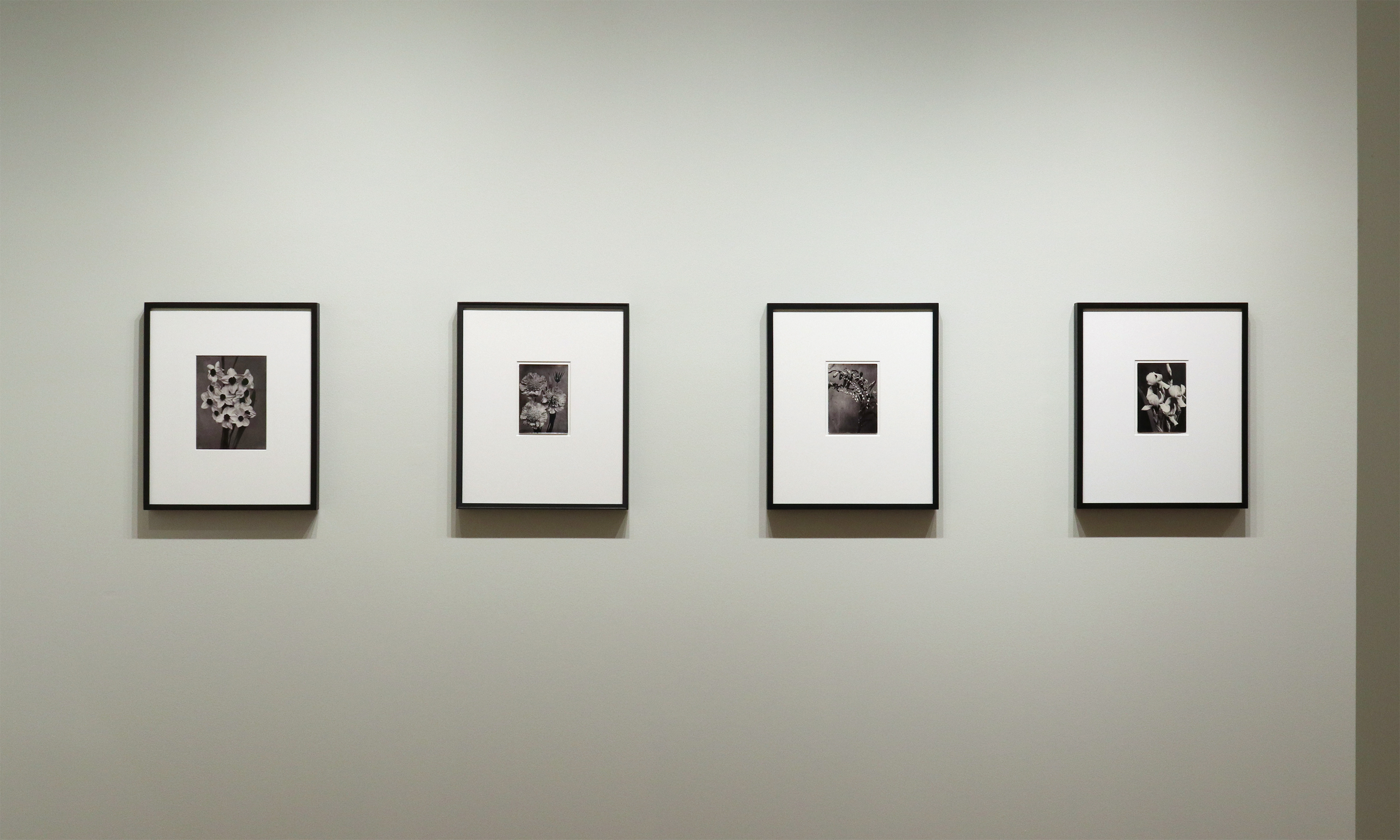 a response to wonder charles jones karl blossfeldt edward weston