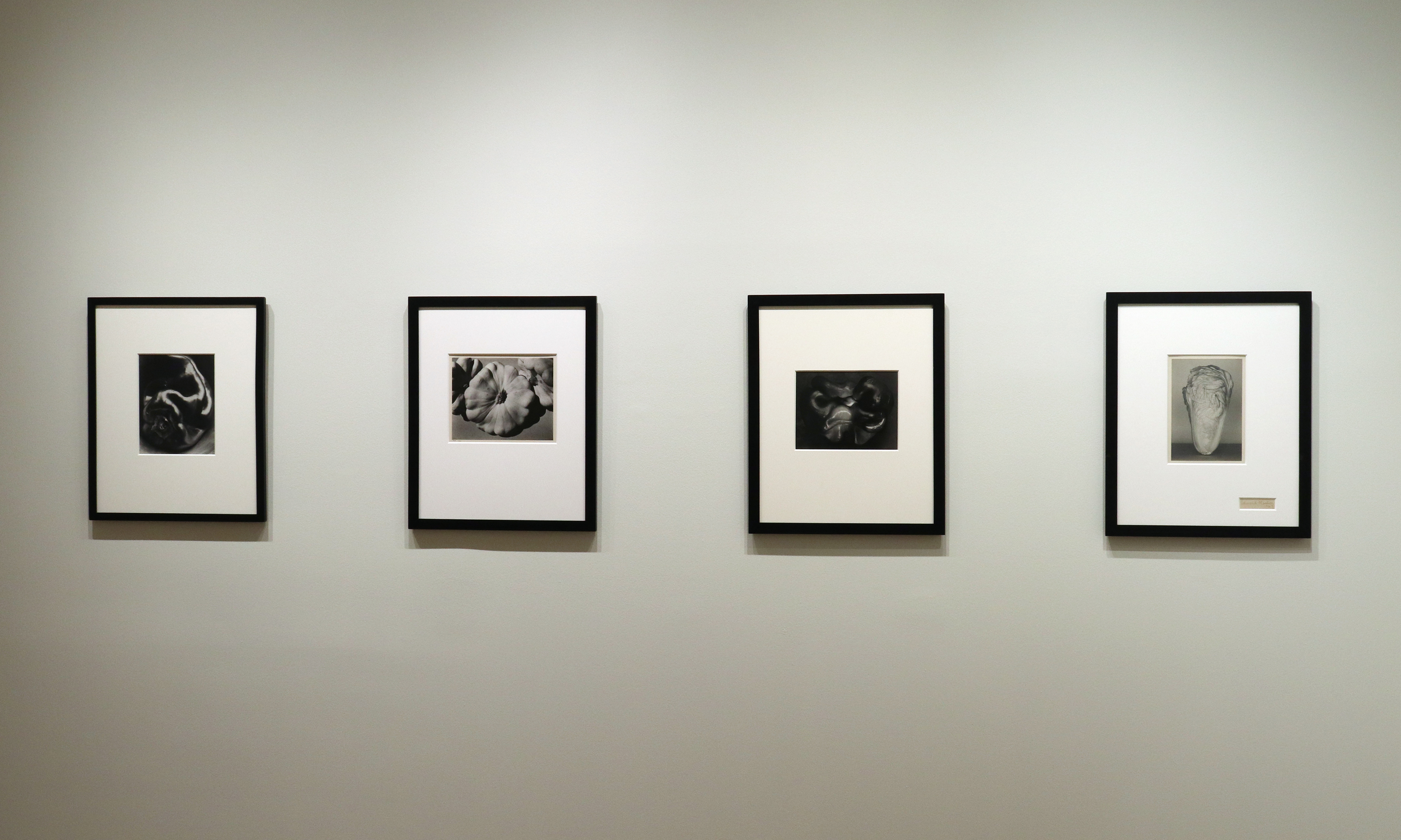 a response to wonder charles jones karl blossfeldt edward weston