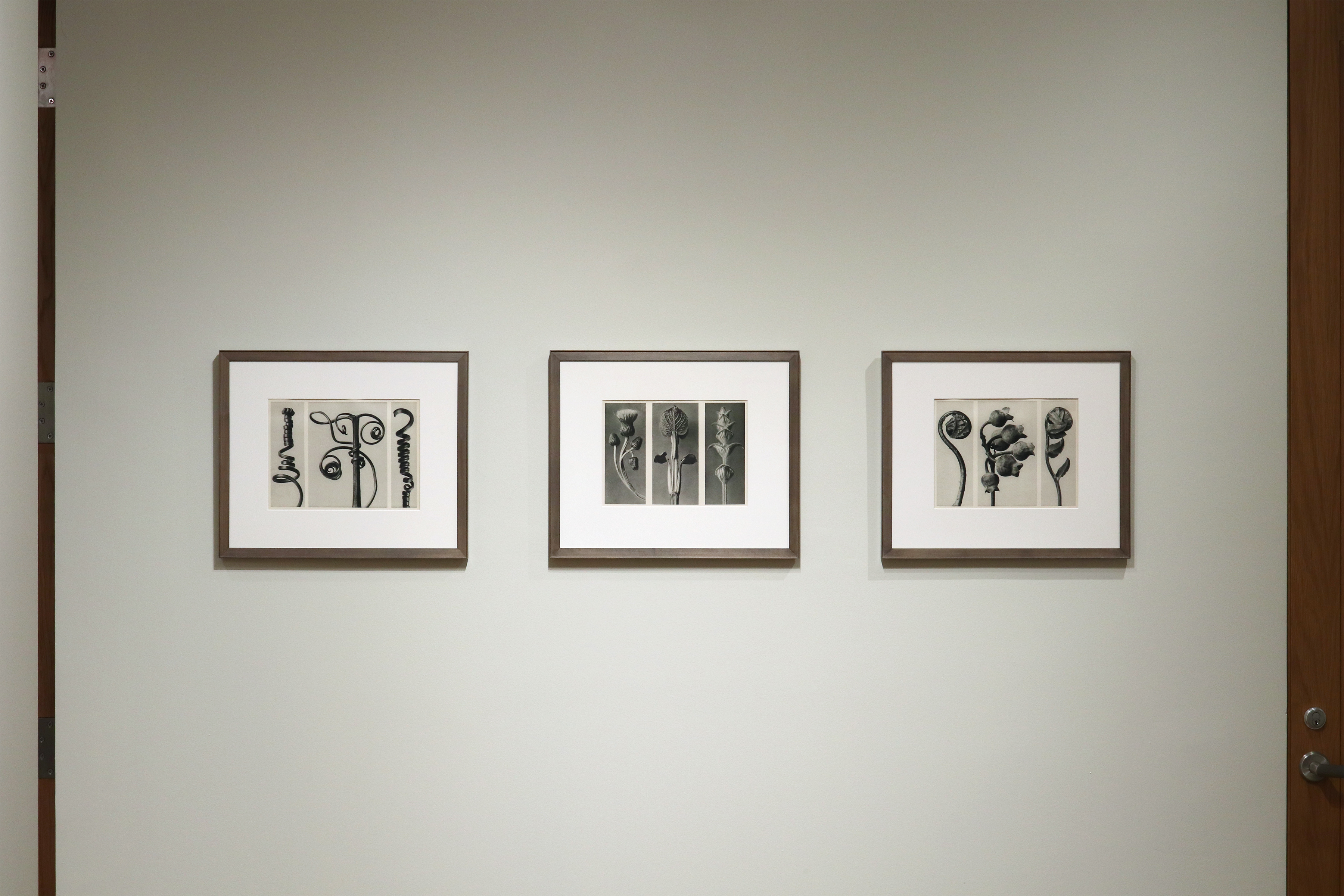 a response to wonder charles jones karl blossfeldt edward weston