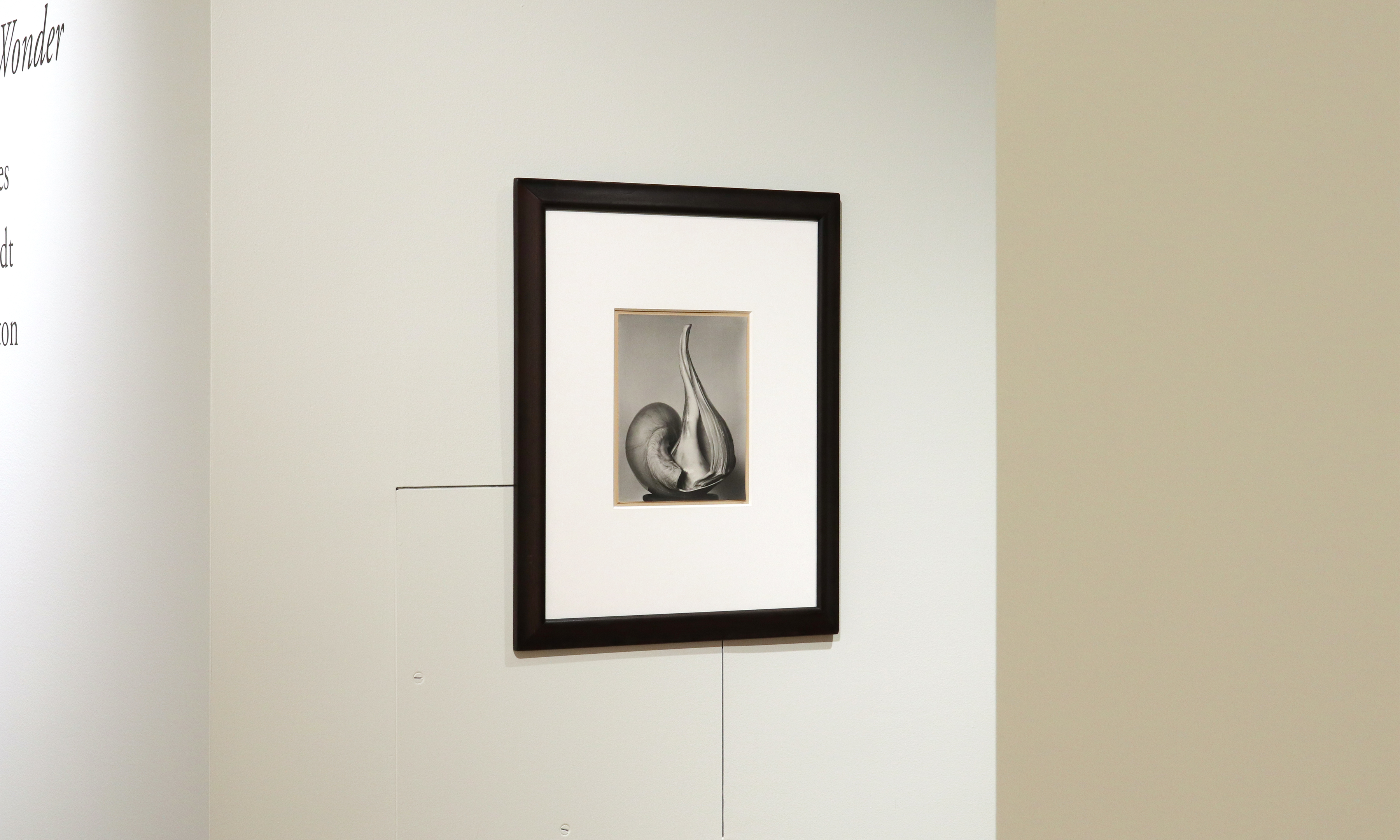 a response to wonder charles jones karl blossfeldt edward weston