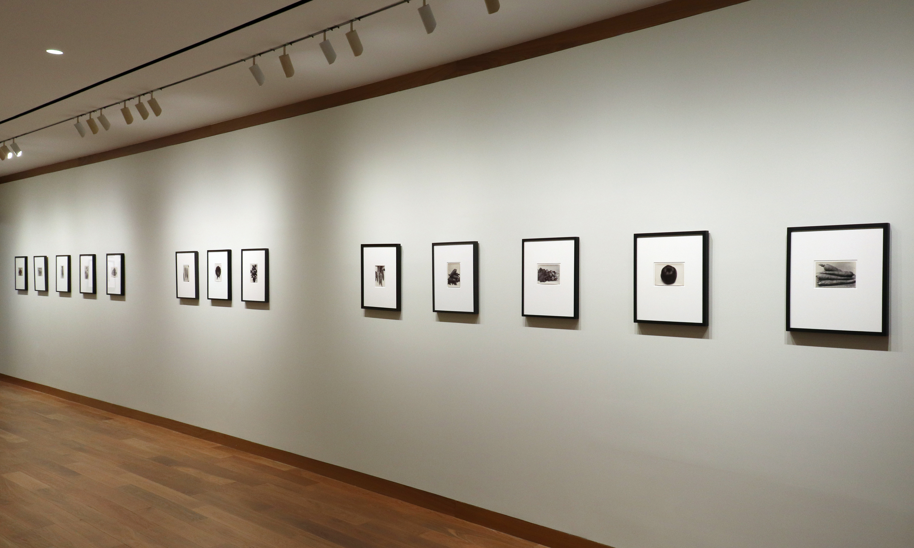 a response to wonder charles jones karl blossfeldt edward weston