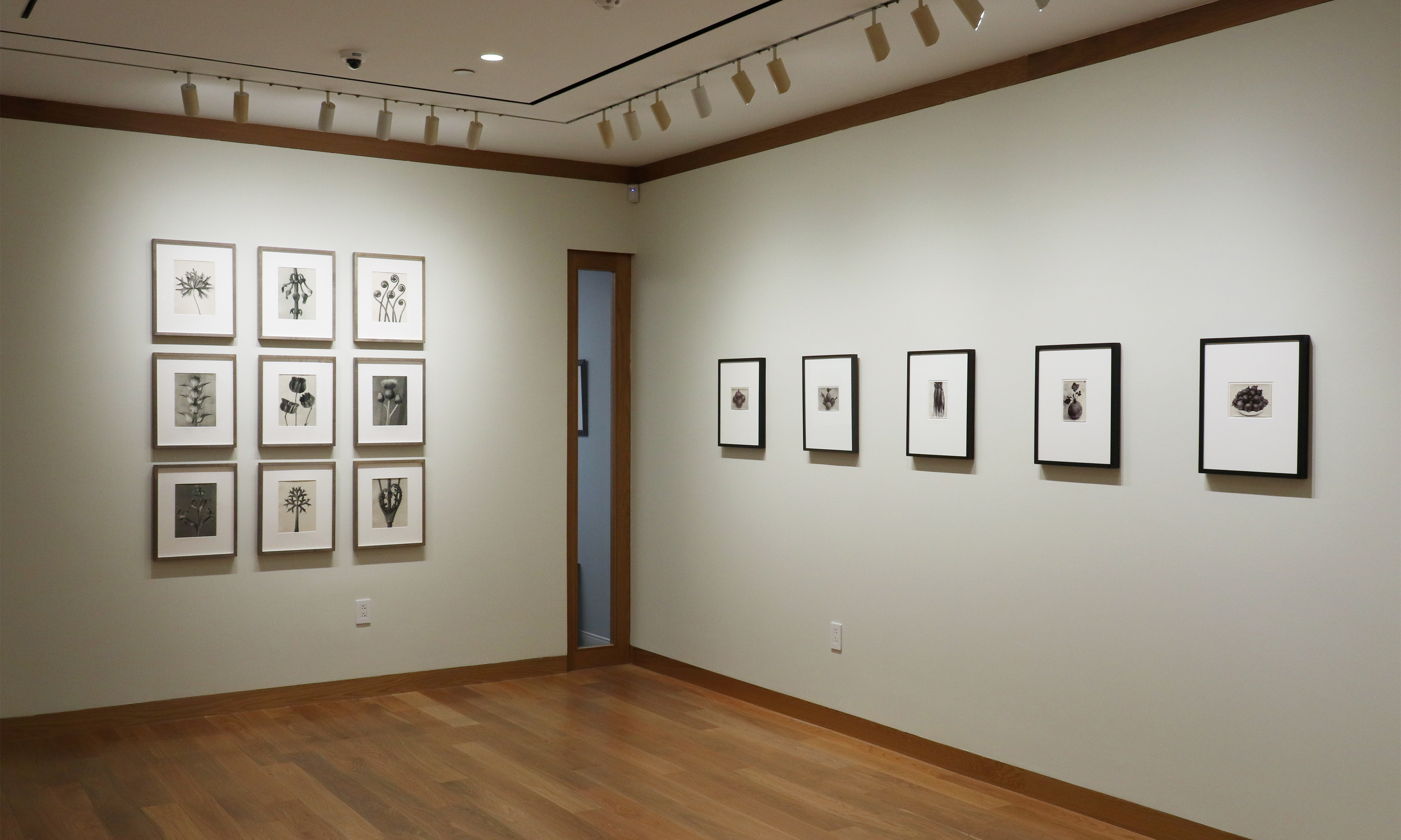 a response to wonder charles jones karl blossfeldt edward weston