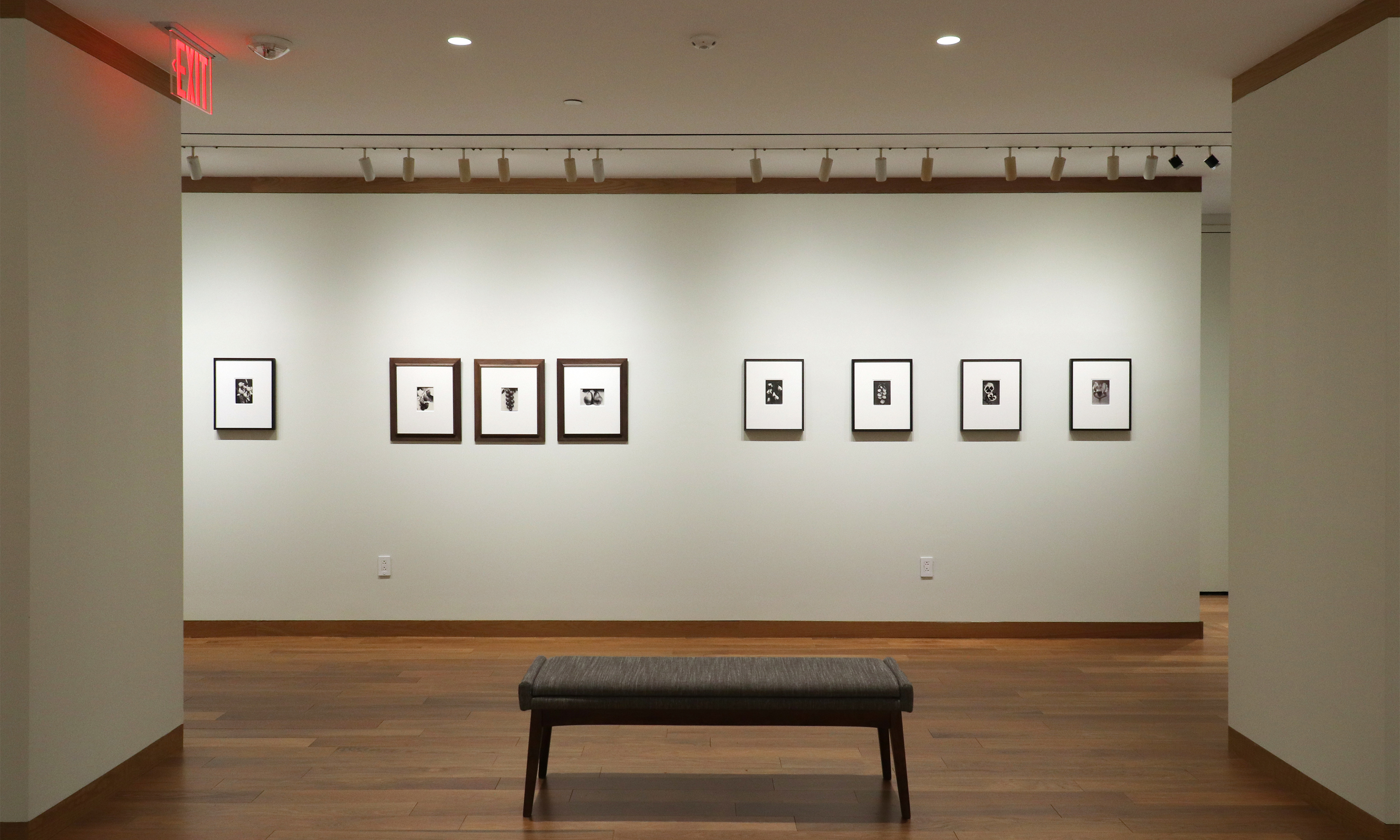 a response to wonder charles jones karl blossfeldt edward weston