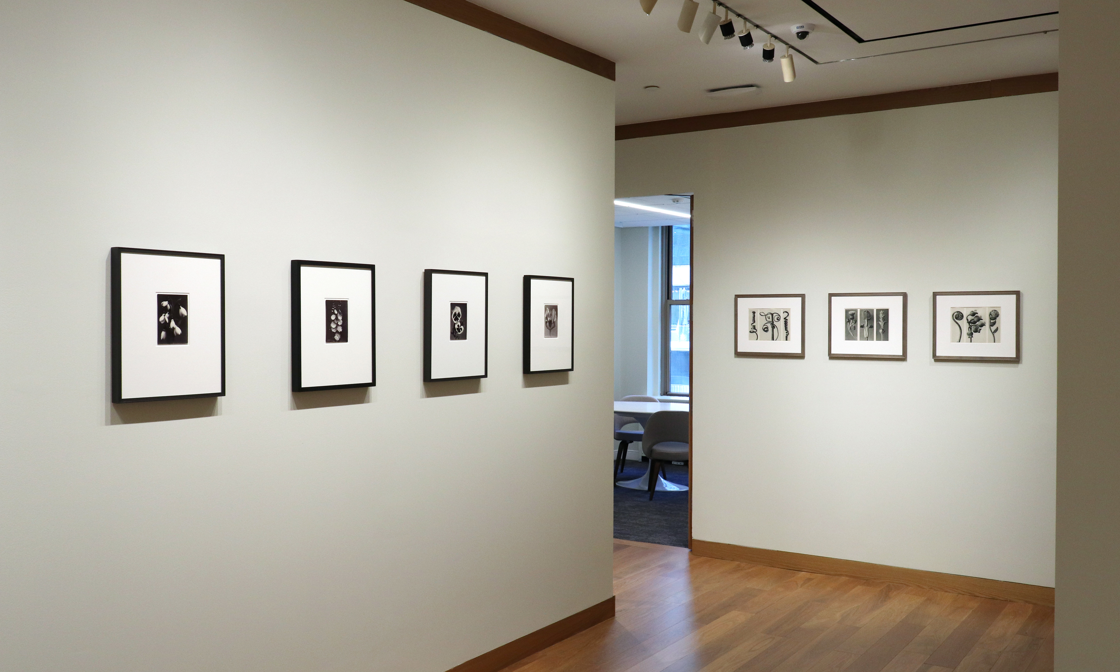 a response to wonder charles jones karl blossfeldt edward weston