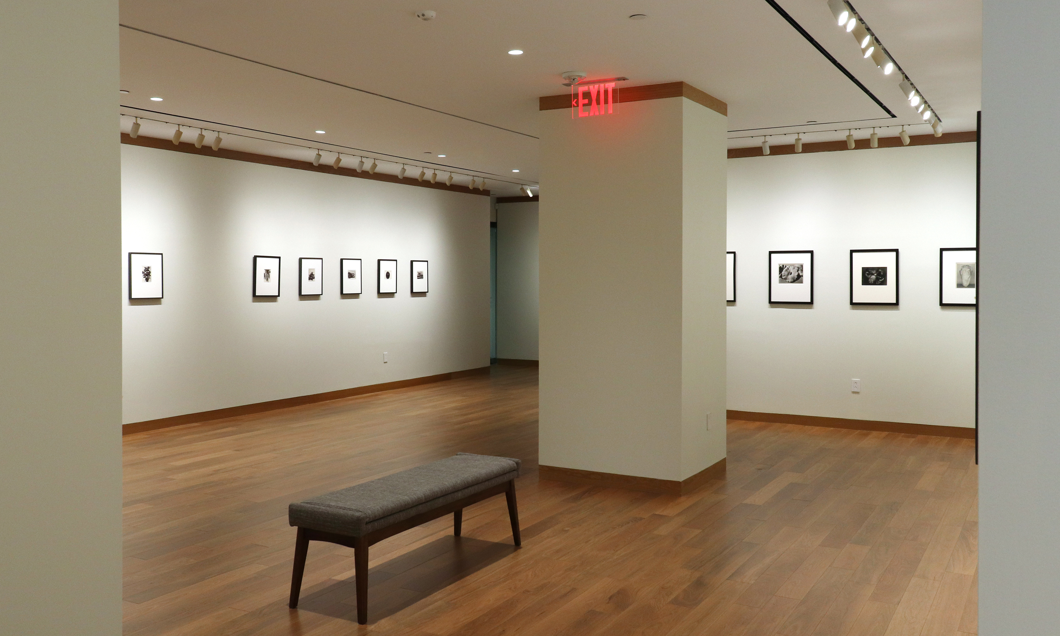 a response to wonder charles jones karl blossfeldt edward weston