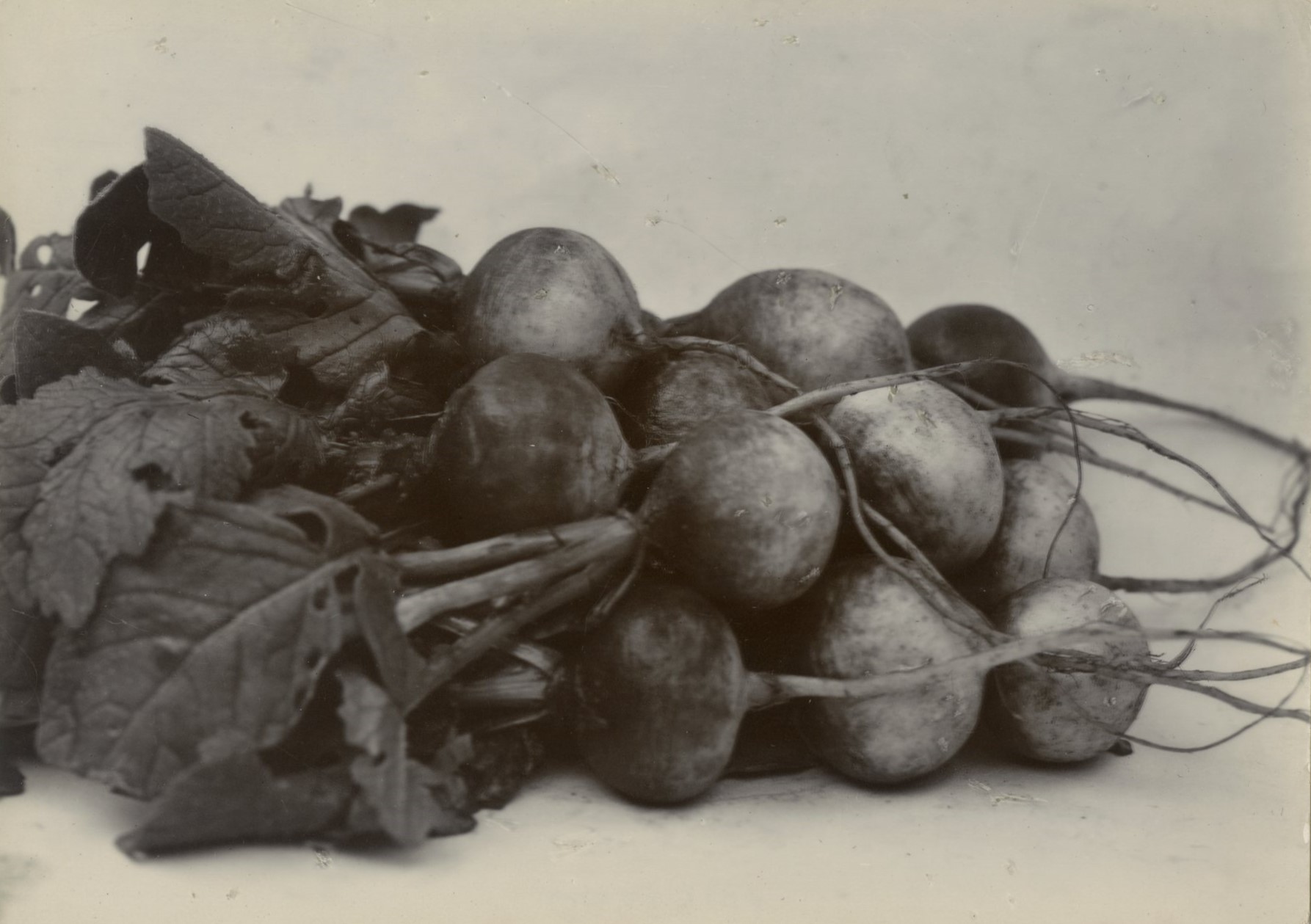 Charles Jones, Radish, Red Turnips, c.1900