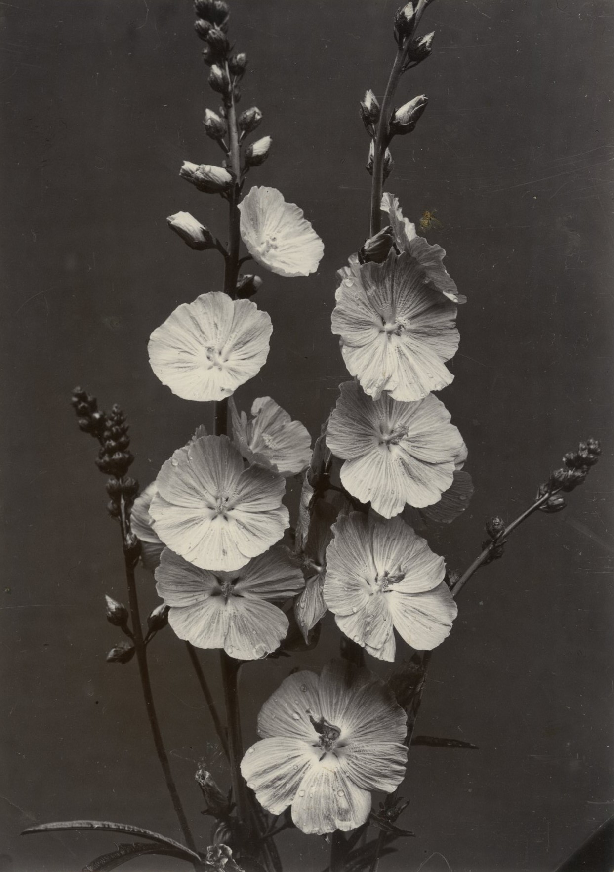 Charles Jones, Sidalcea, Rosy Gem, c.1900