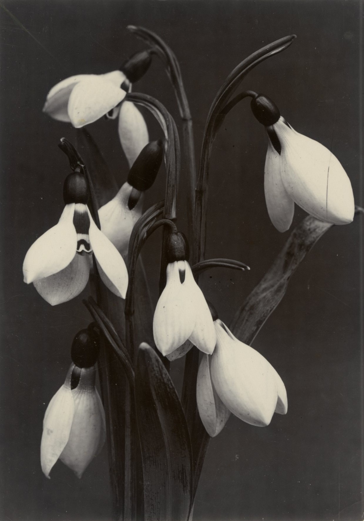 Charles Jones, Galanthus Elwesii, c.1900