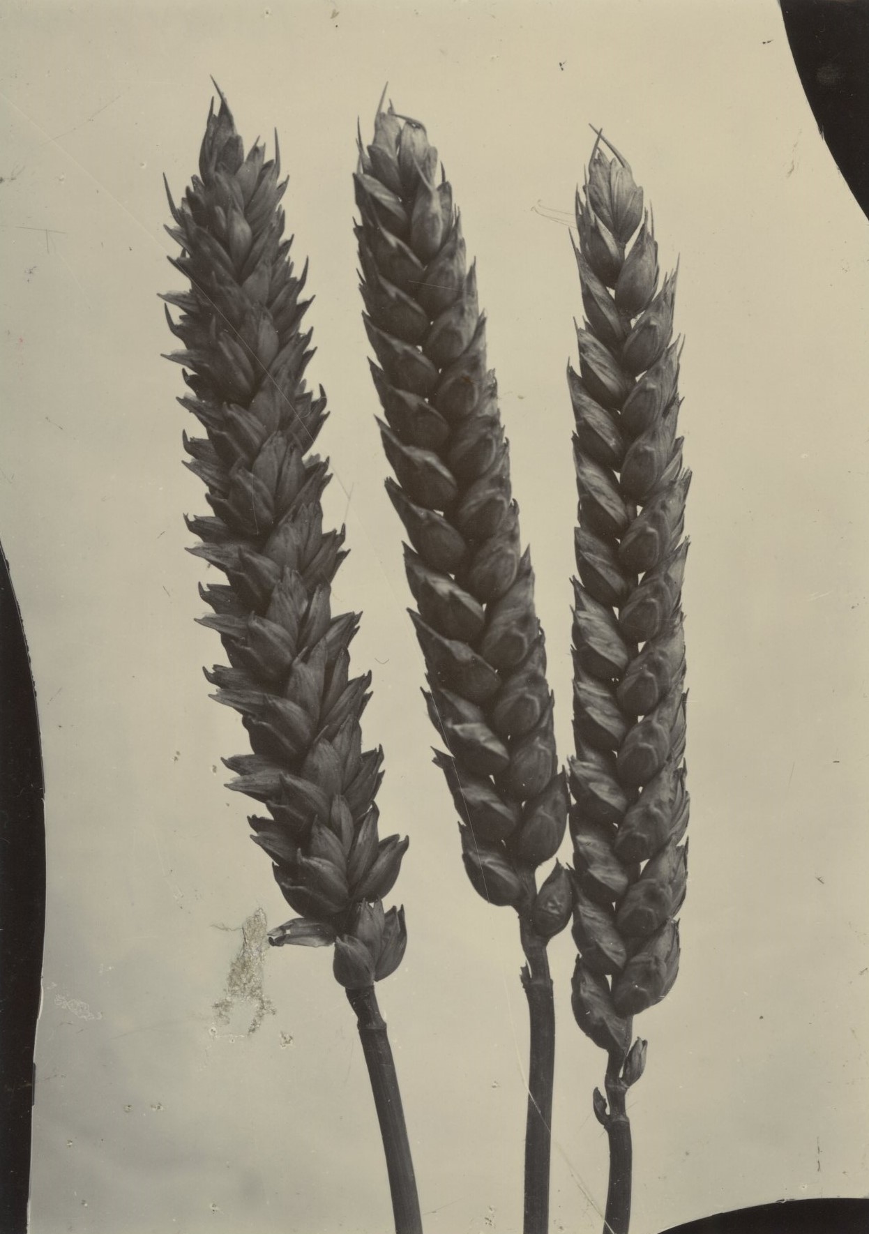 Charles Jones, Wheat, c.1900