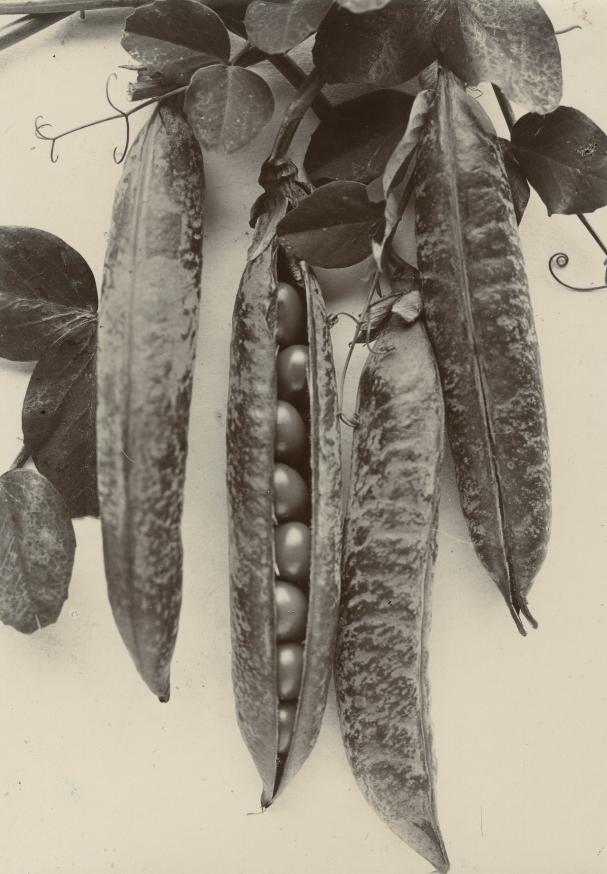 Charles Jones, Pea Senator, c.1900