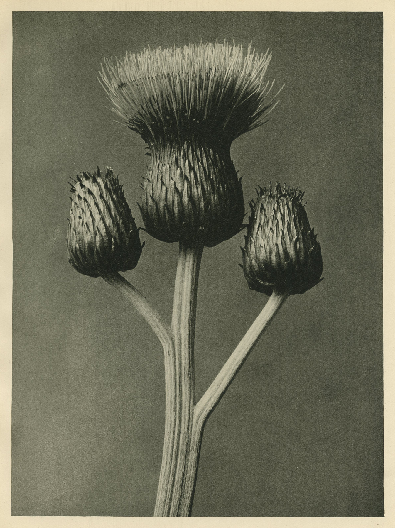 Karl Blossfeldt, Grey Thistle, Capitulum, c.1928