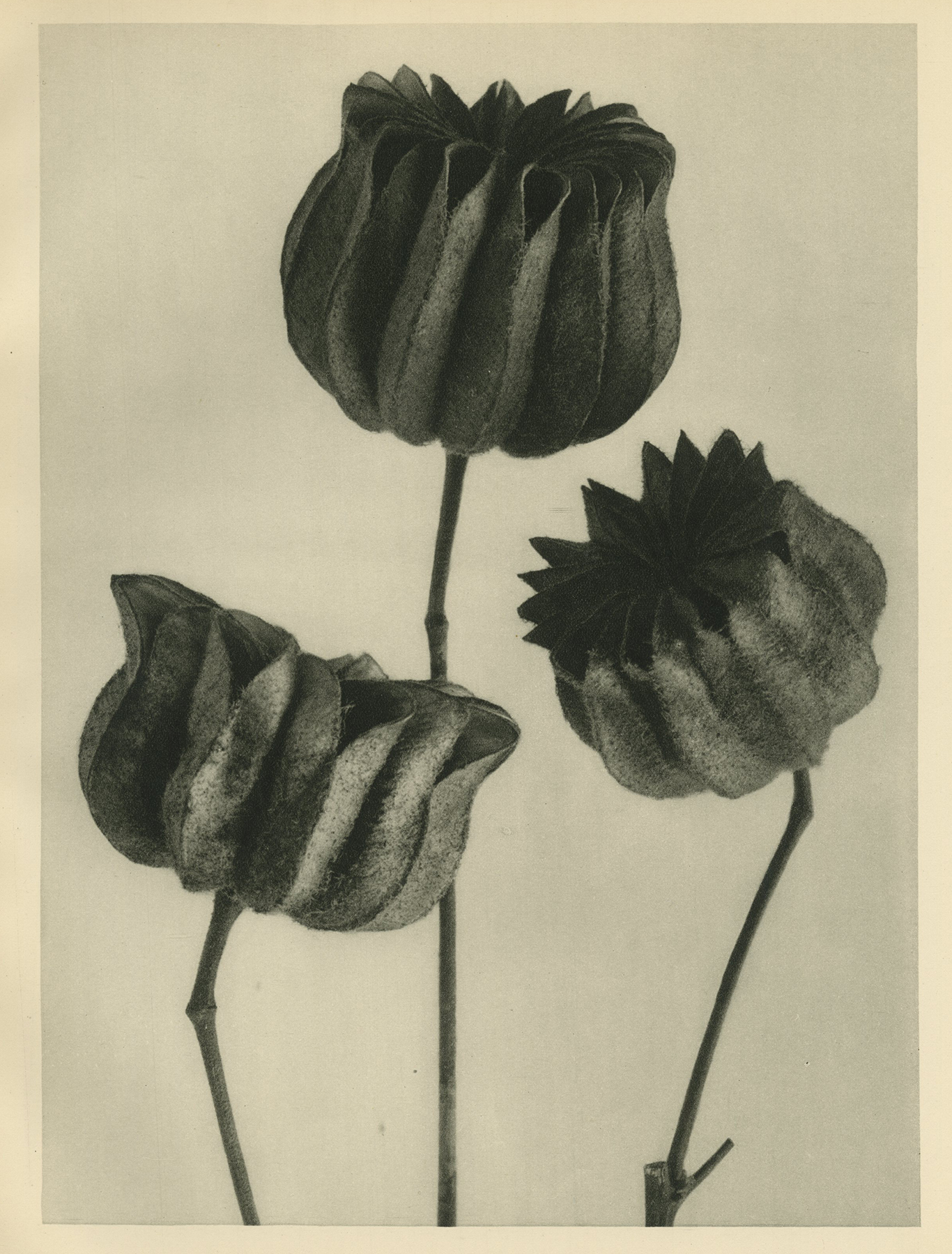 Karl Blossfeldt, Mallow Family, Seed Capsule, c.1928