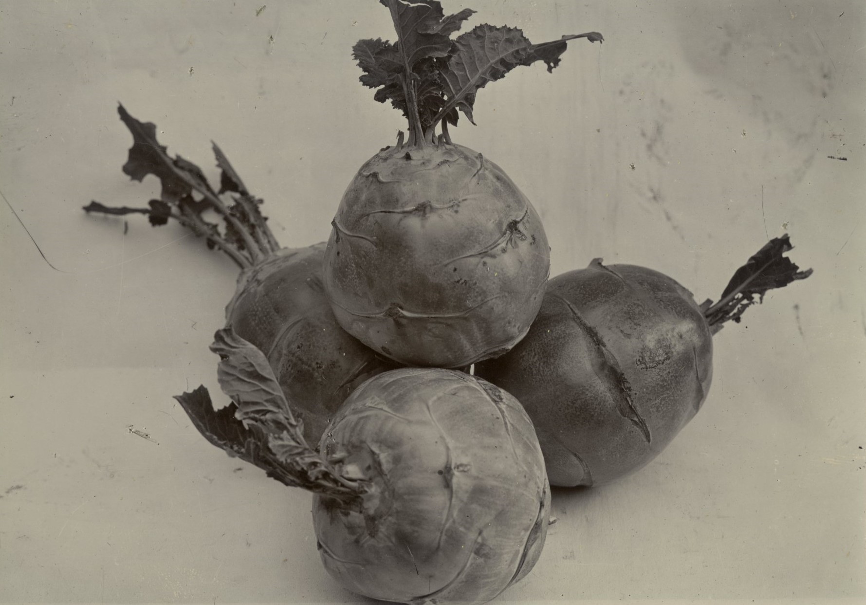 Charles Jones, Kohl Rabi, c.1900