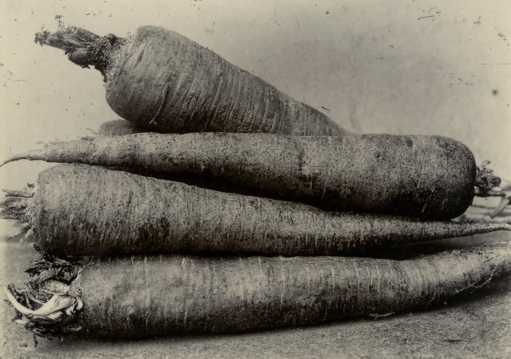 Charles Jones, Carrot, Long Red, c.1900