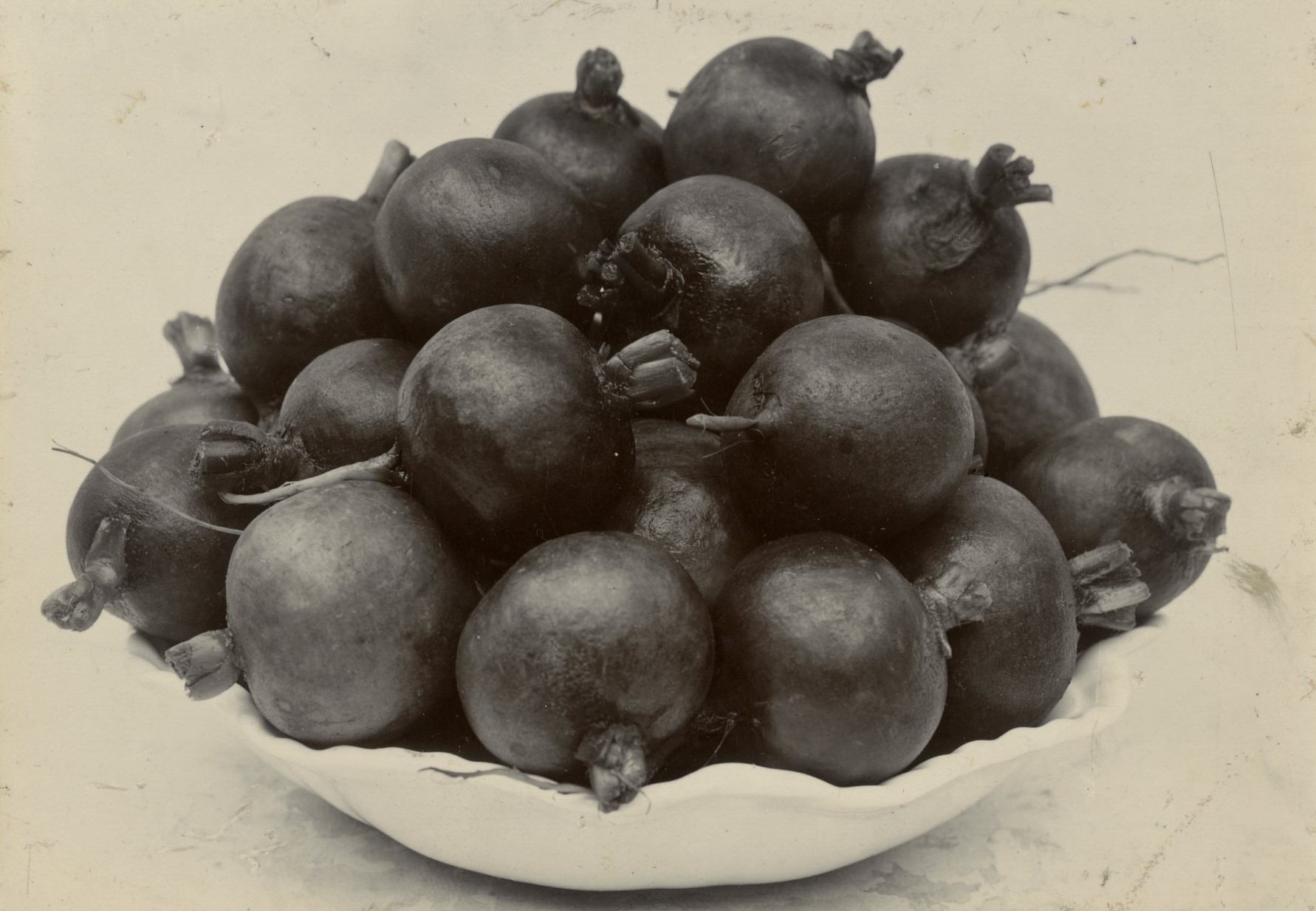 Charles Jones, Radish, Red Turnip , c.1900