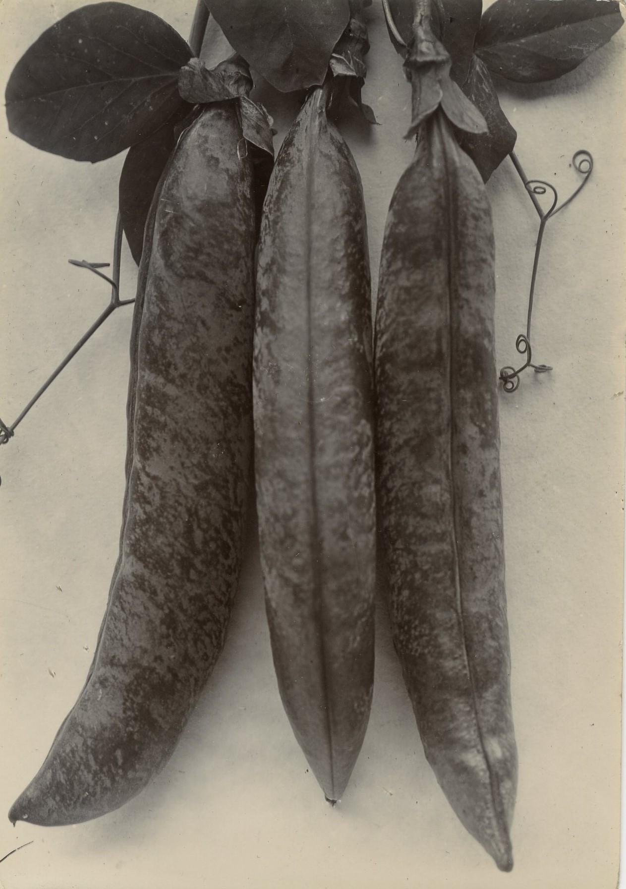 Charles Jones, Pea Jubilee, c.1900