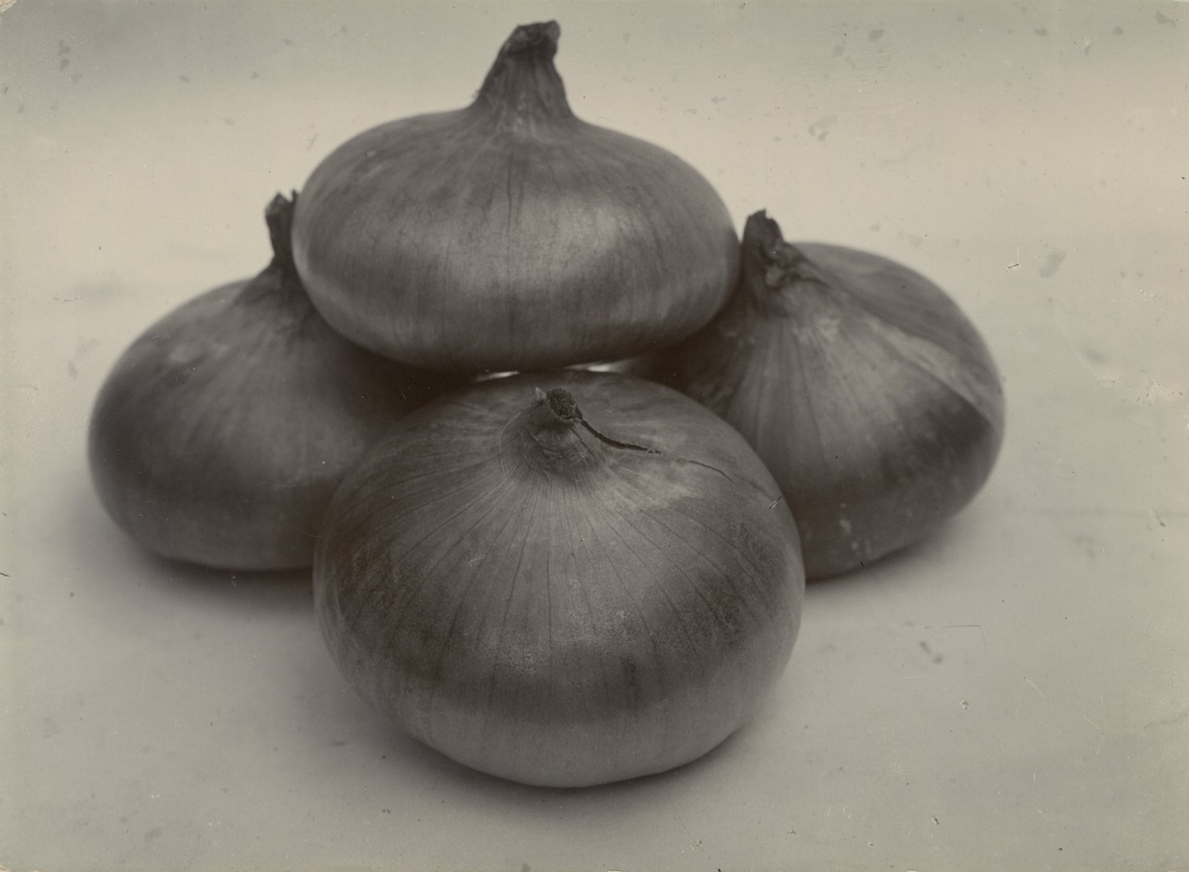 Charles Jones, Onion, Rousham Park Hero, c.1900