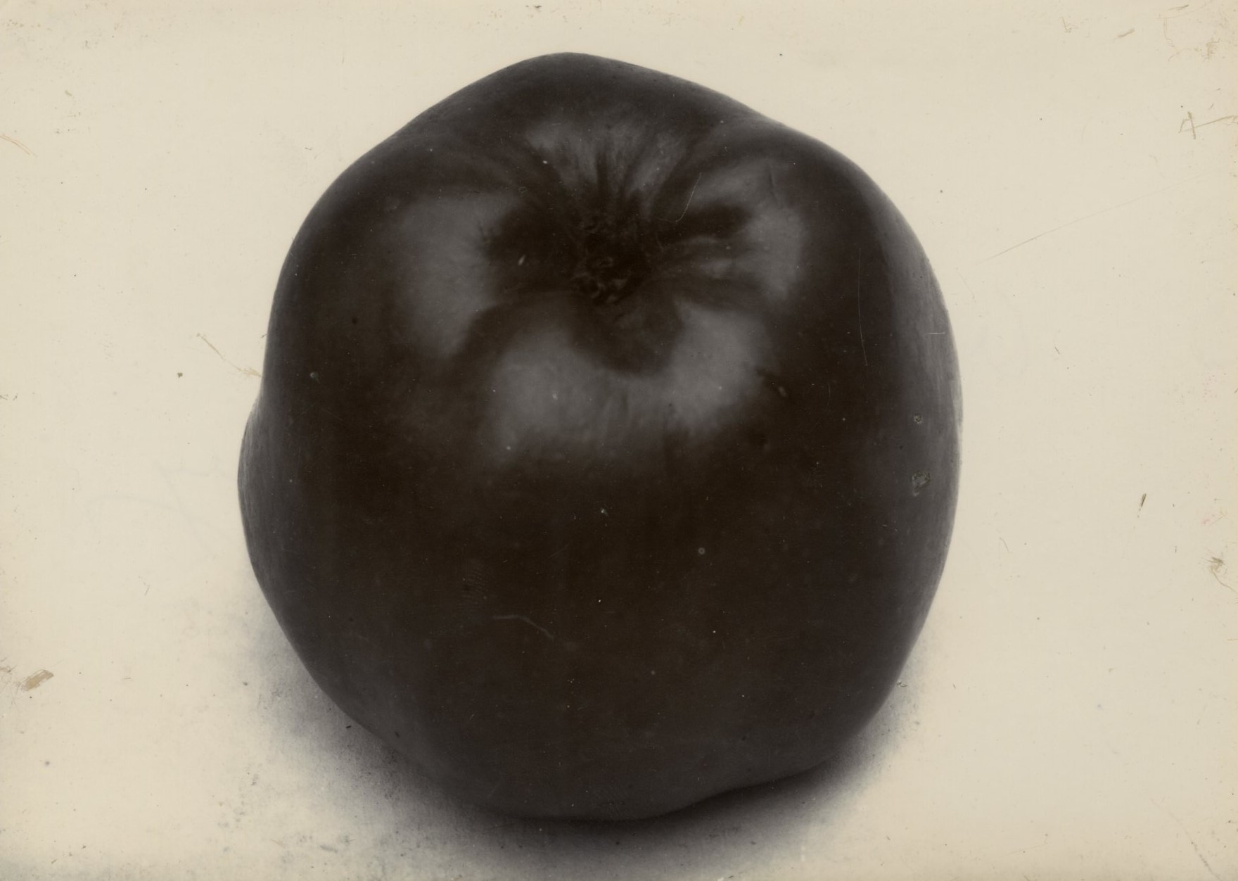 Charles Jones, Apple, Lord Derby, c.1900