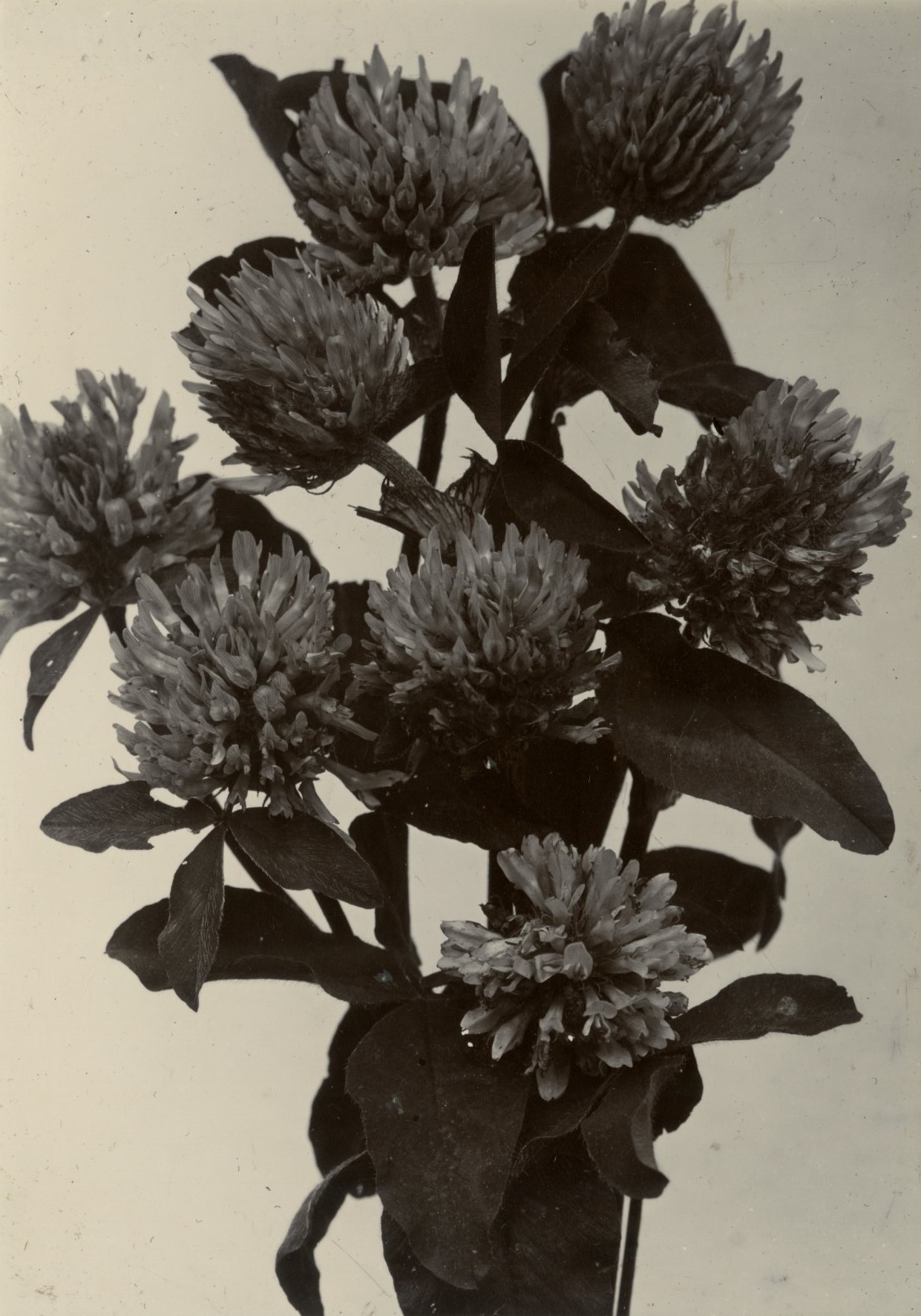 Charles Jones, Clover, Red, c.1900
