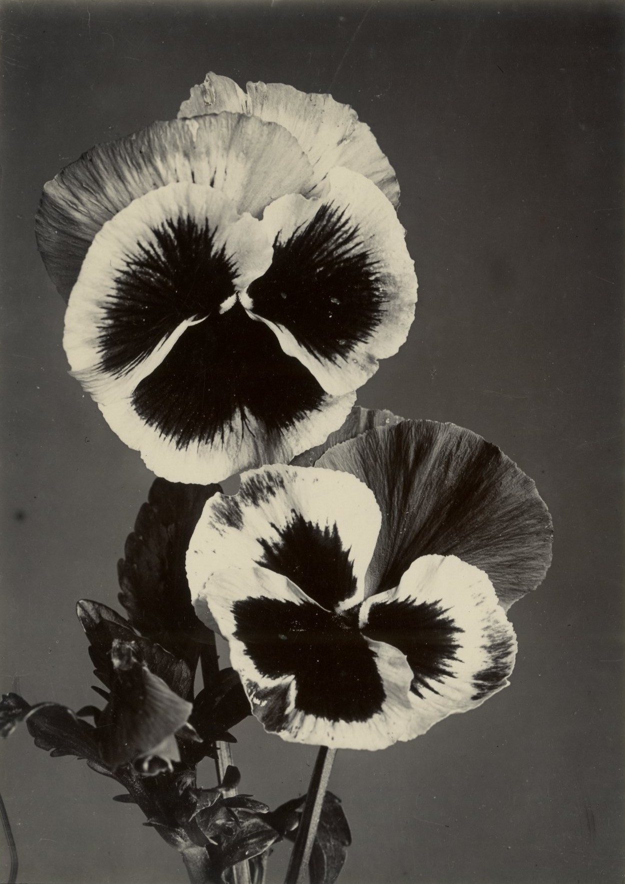 Charles Jones, Polypody, Pansy Seedling, c.1900