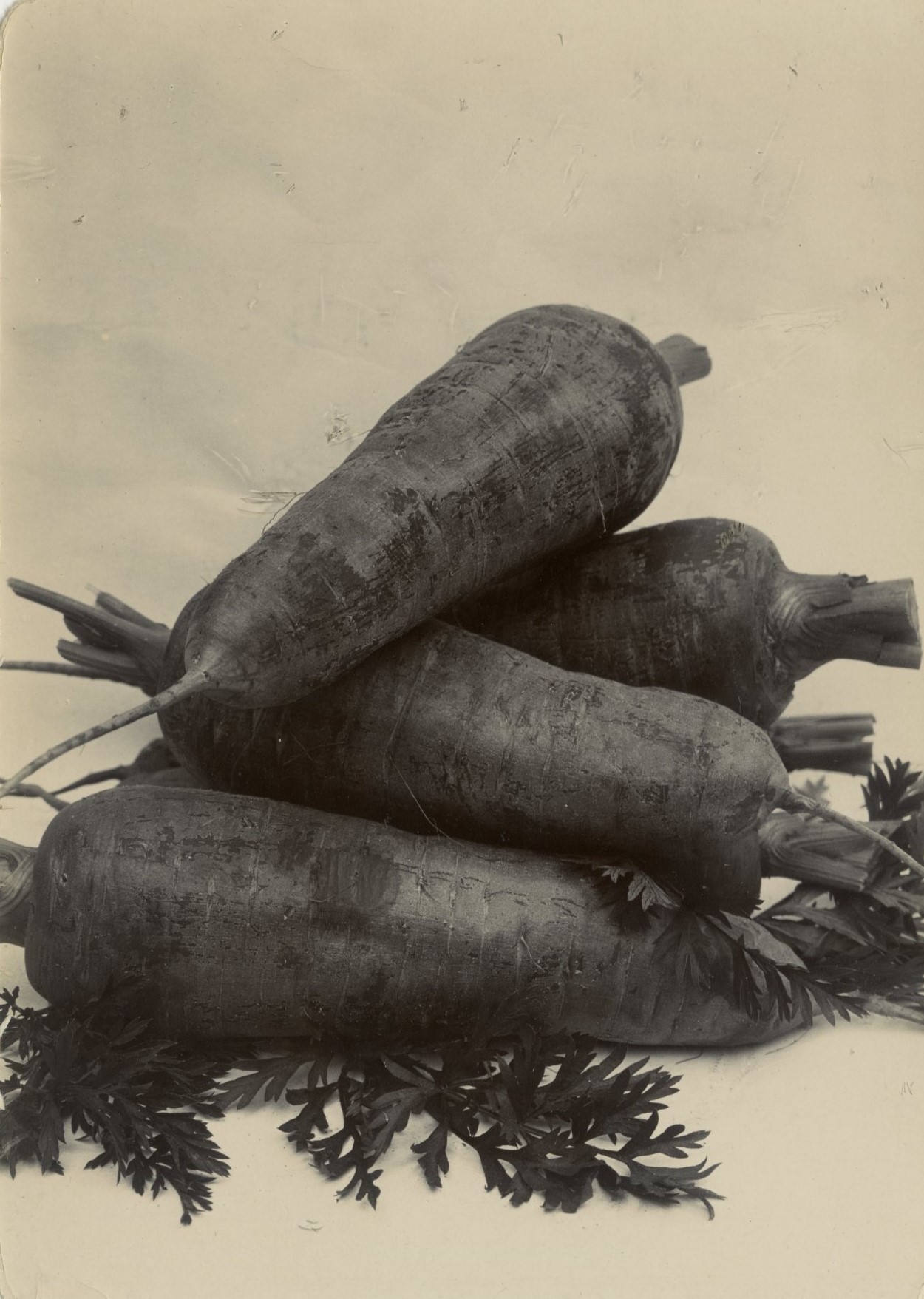 Charles Jones, Carrot, Intermediate, c.1900