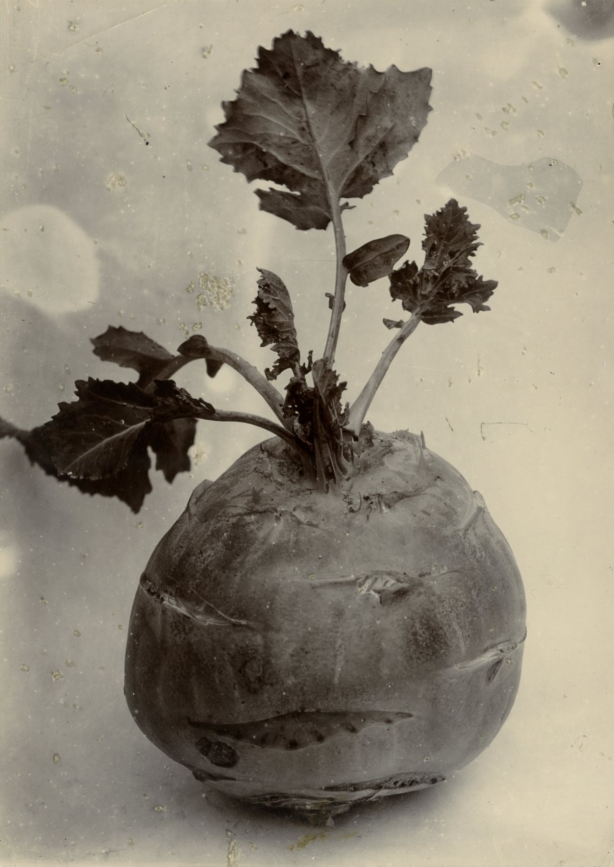 Charles Jones, Kohl Rabi, c.1900