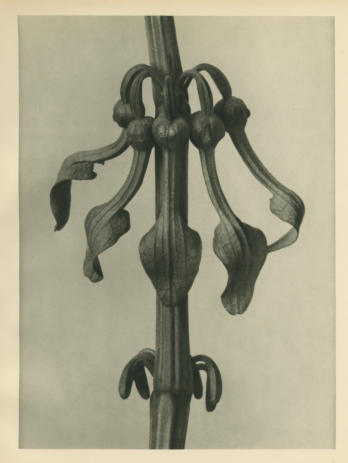 Karl Blossfeldt, Birthwort, Flowers, c.1928