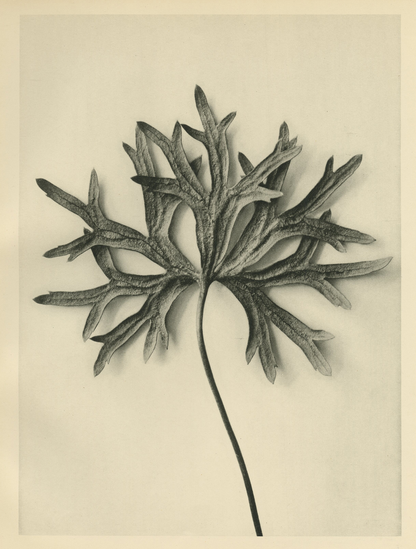 Karl Blossfeldt, Pyrenees Monkshood, c.1928
