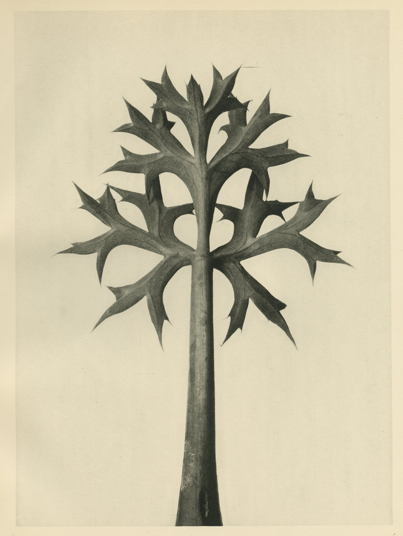 Karl Blossfeldt, Pyrenees Monkshood, c.1928
