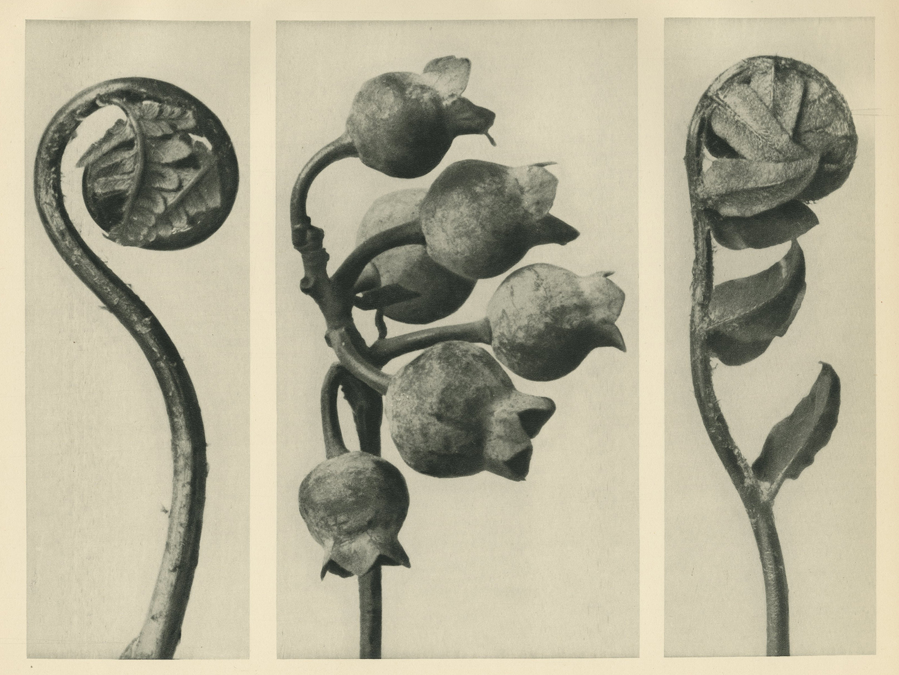 Karl Blossfeldt, Polypody, Young Unrolling Leaf, c.1928
