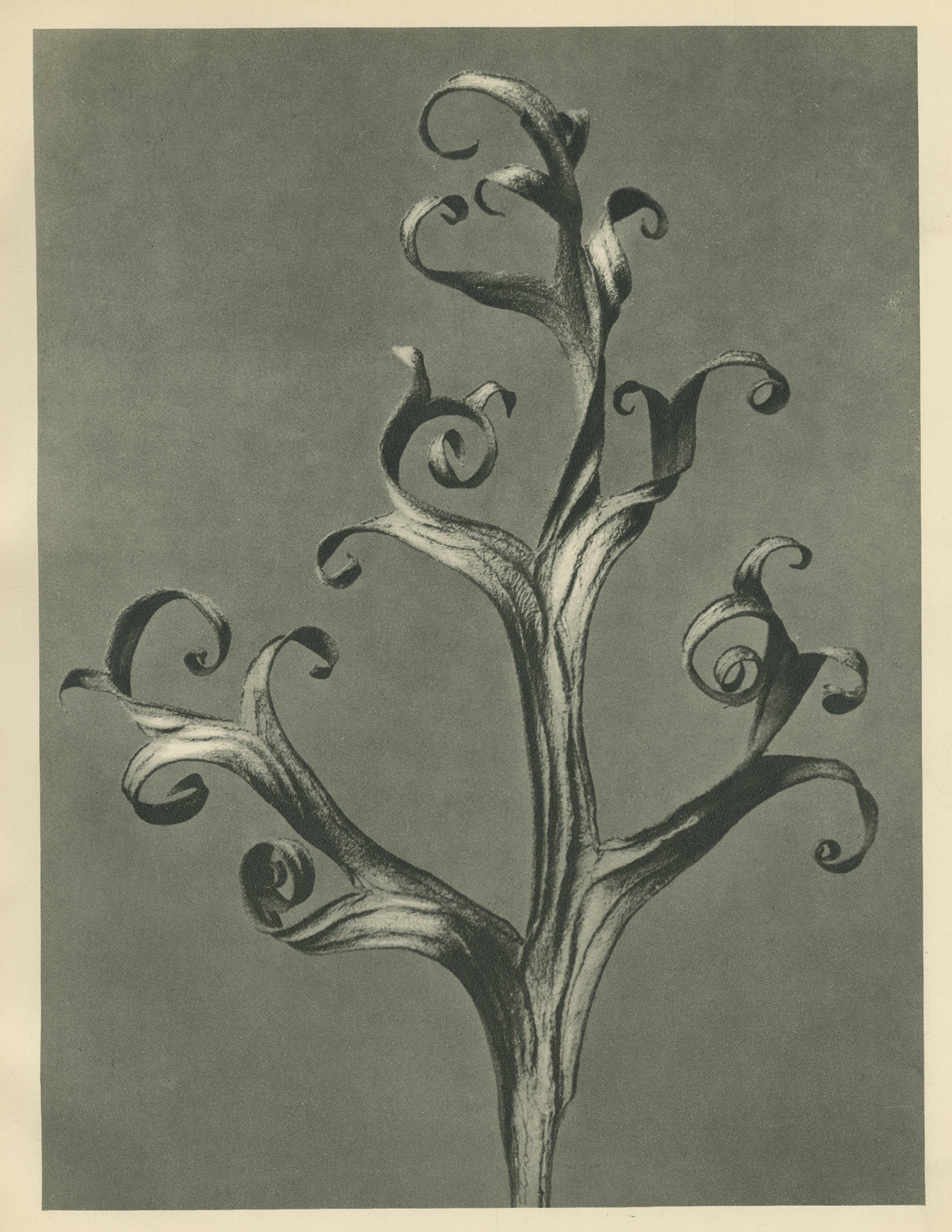 Karl Blossfeldt, Larkspur, Part of a Dried Leaf, c.1928
