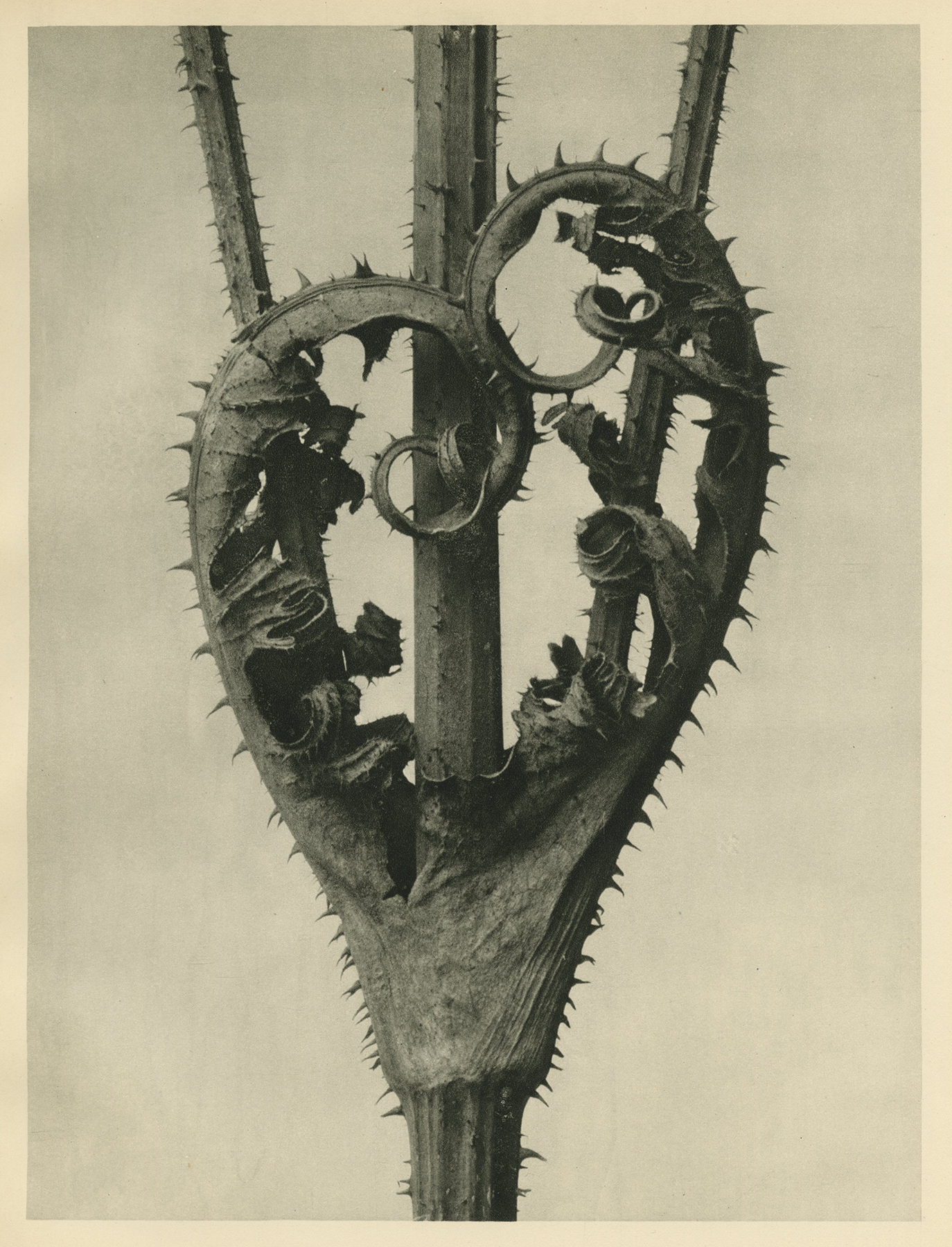 Karl Blossfeldt, Birthwort, Flowers, c.1928