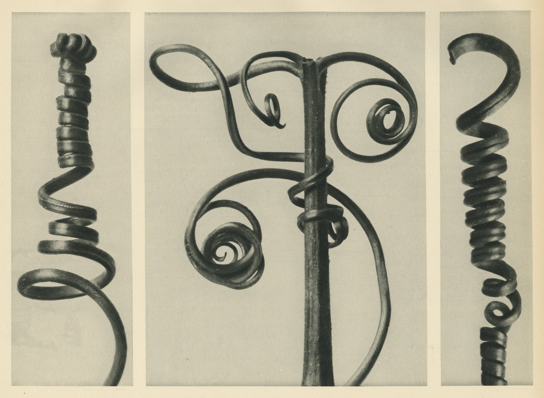 Karl Blossfeldt, Maidenhair Fern, Young Unfurling Fronds, c.1928