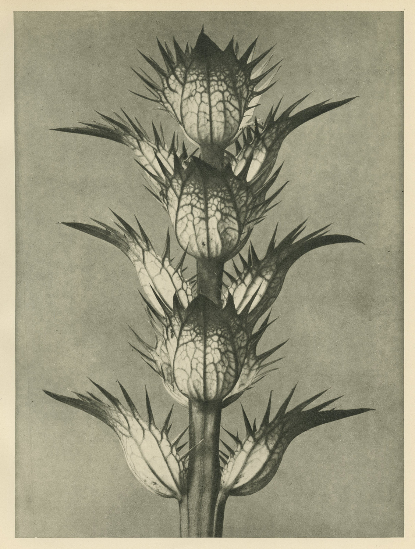 Karl Blossfeldt, Soft Acanthus, Bear's Breeches, Bracts without Flowers, c.1928