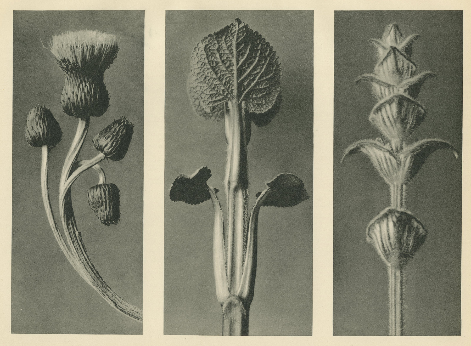 Karl Blossfeldt, Grey Thistle, c.1928