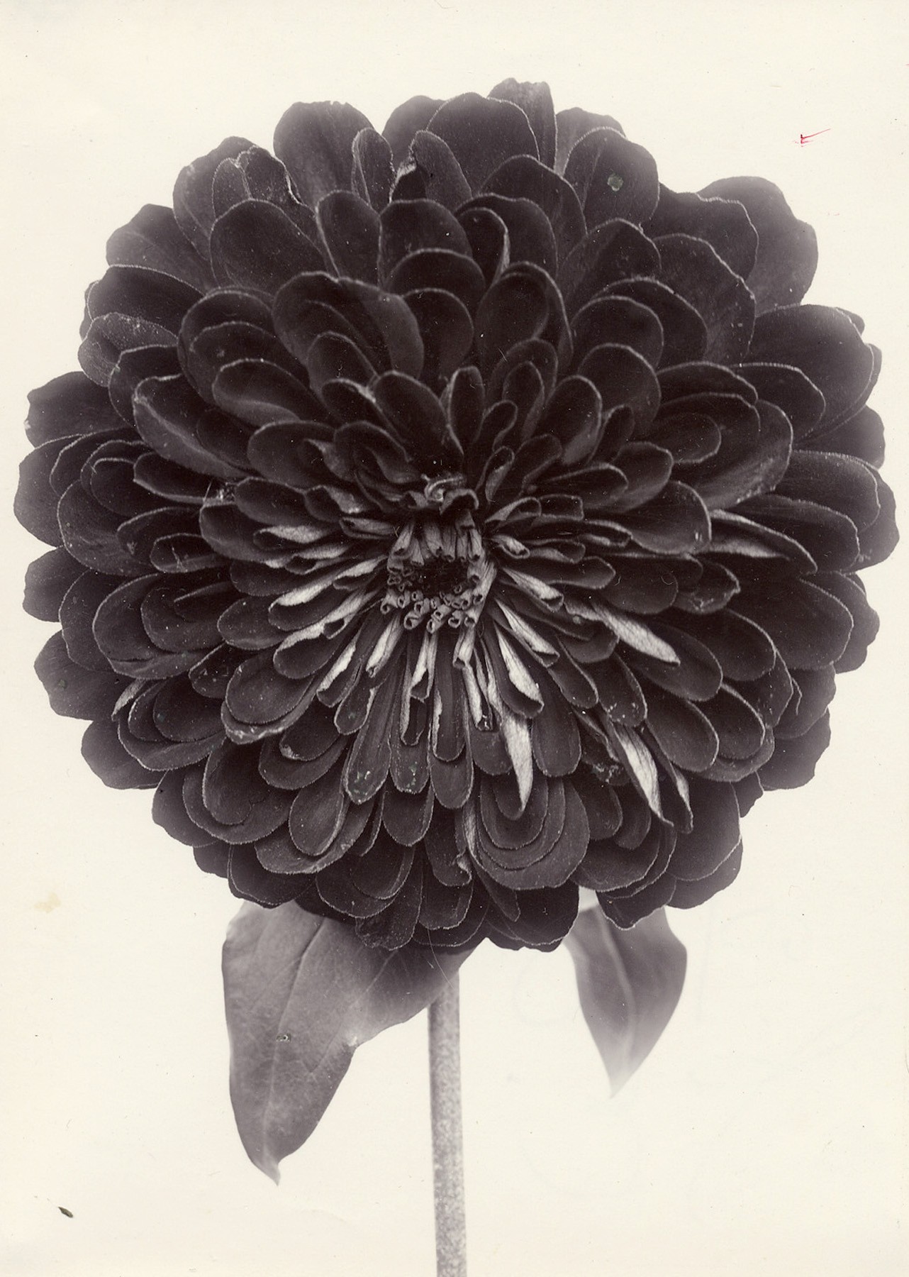 Charles Jones, Zinnia Double Red, c.1900
