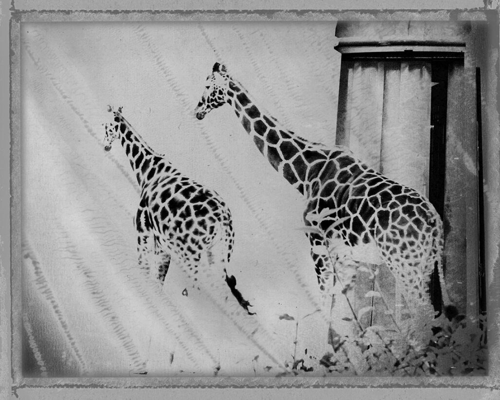 L'échappée belle, 2021