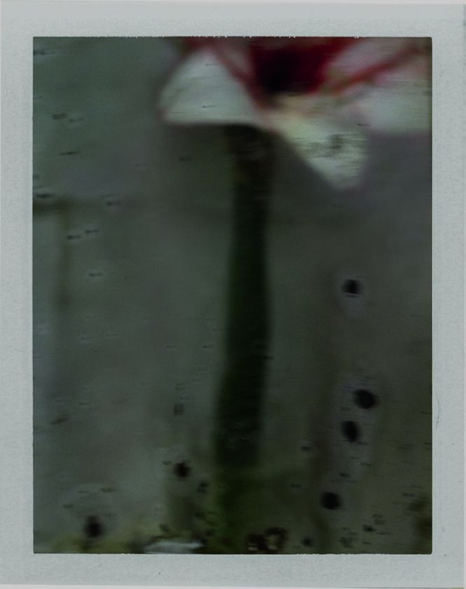 Amaryllis, 2012