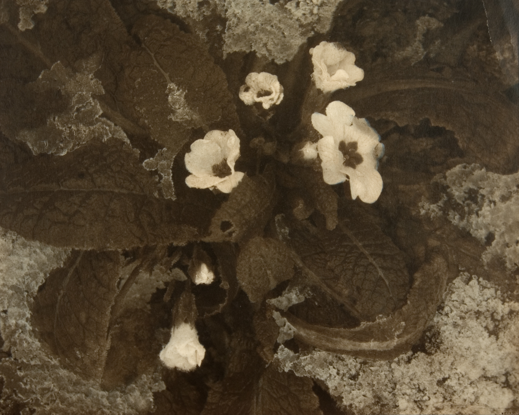 Edward Steichen: 1915-1923 2009 Howard Greenberg Gallery