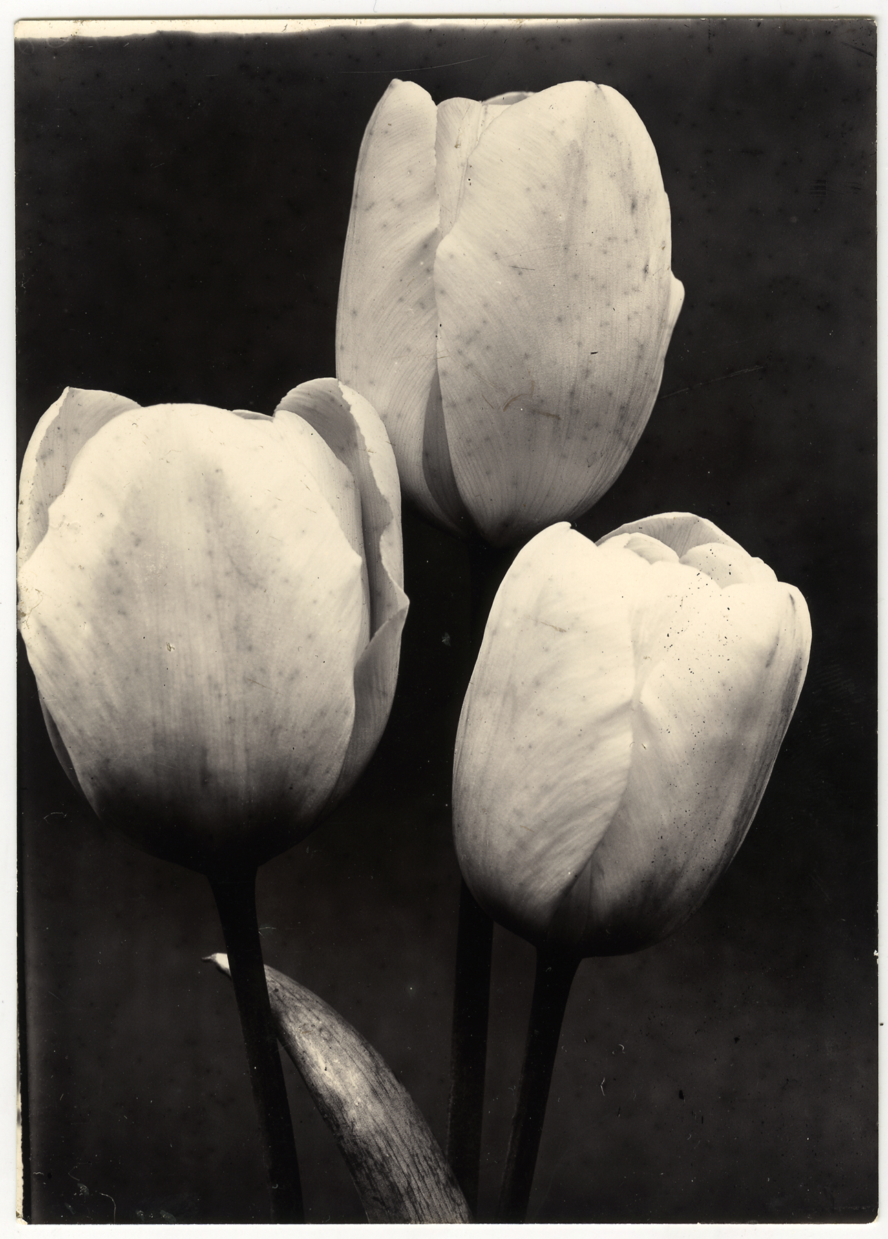 Charles Jones 2006 howard greenberg gallery