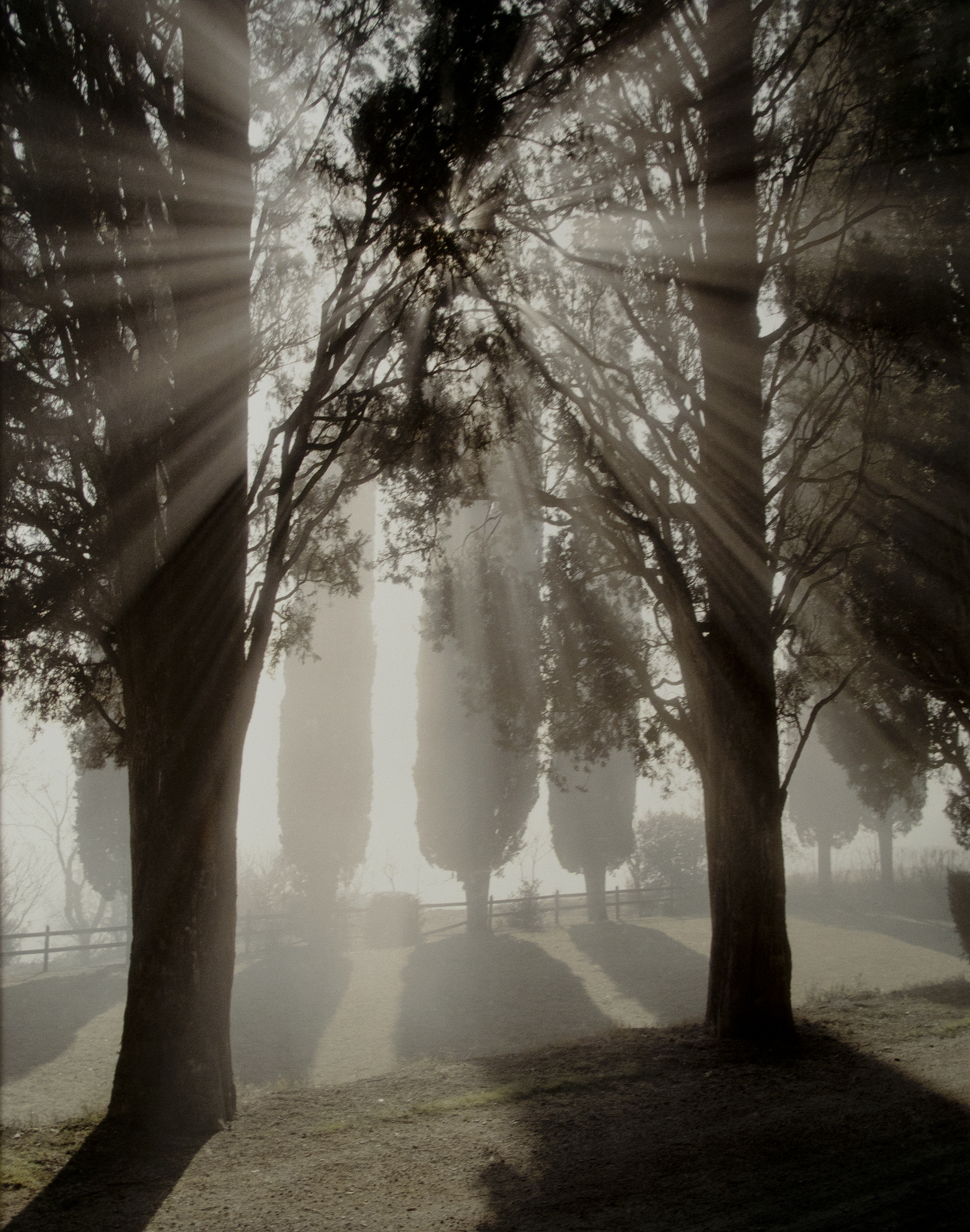Joel Meyerowitz - Europe: Tuscany and Provence 2012 2013 Howard Greenberg Gallery