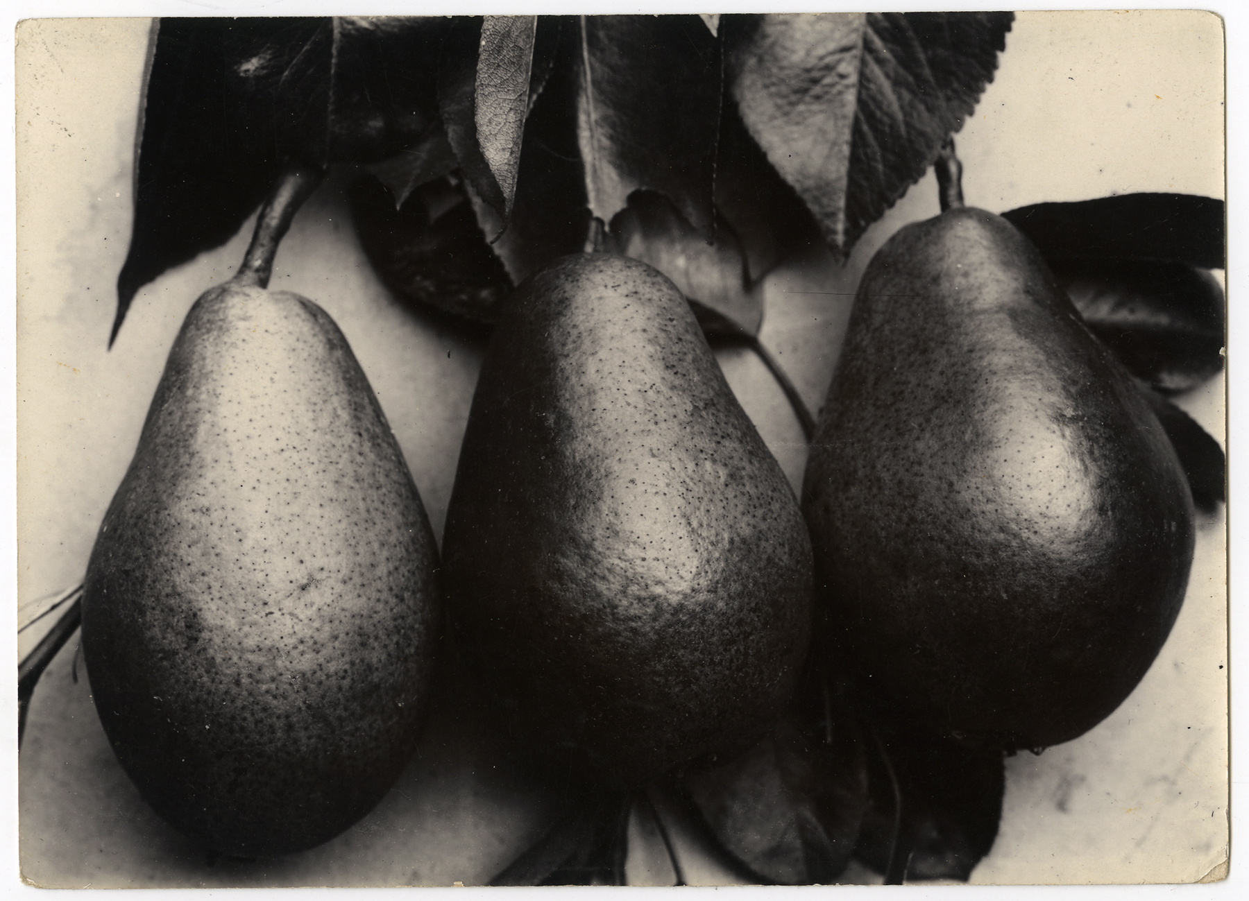 Charles Jones 2006 howard greenberg gallery