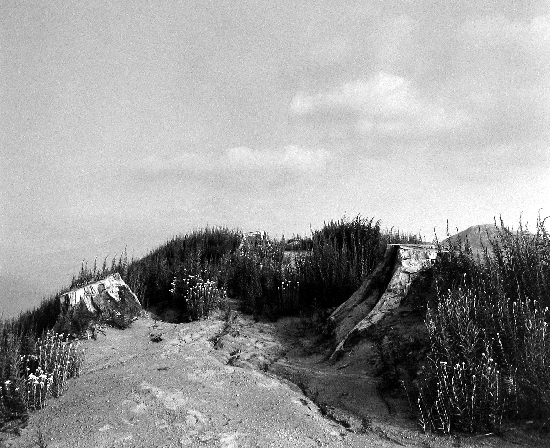 Frank Gohlke: Mount St. Helens 2005 howard greenberg gallery