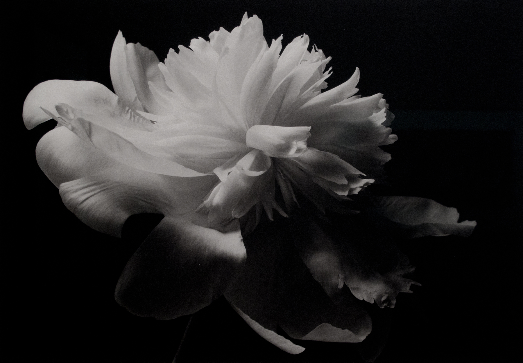Kenro Izu: Still Life 2013 Howard Greenberg Gallery