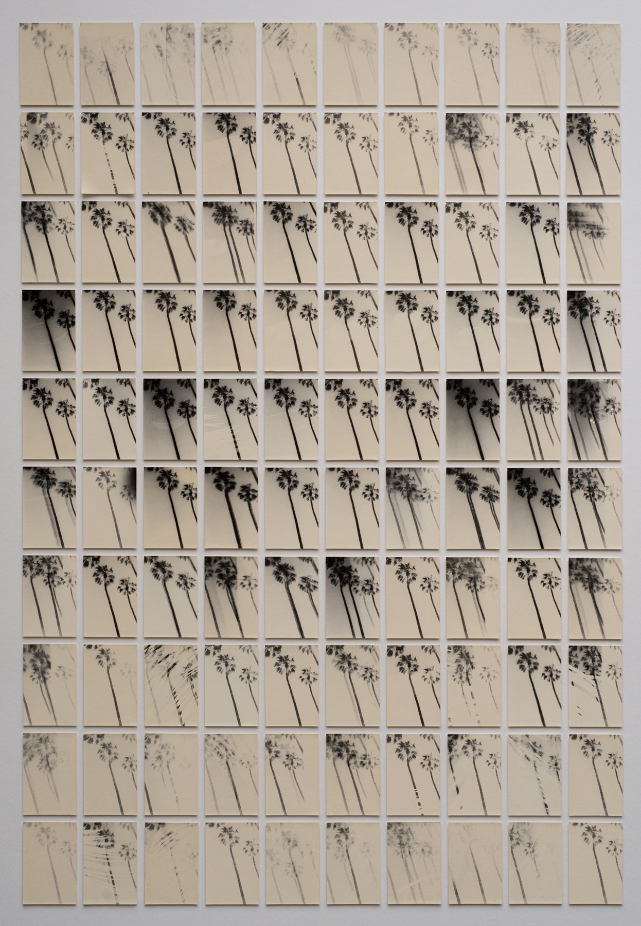 Bruno Roels: A Palm Tree is a Palm Tree is a Palm Tree, Howard Greenberg Gallery, 2018